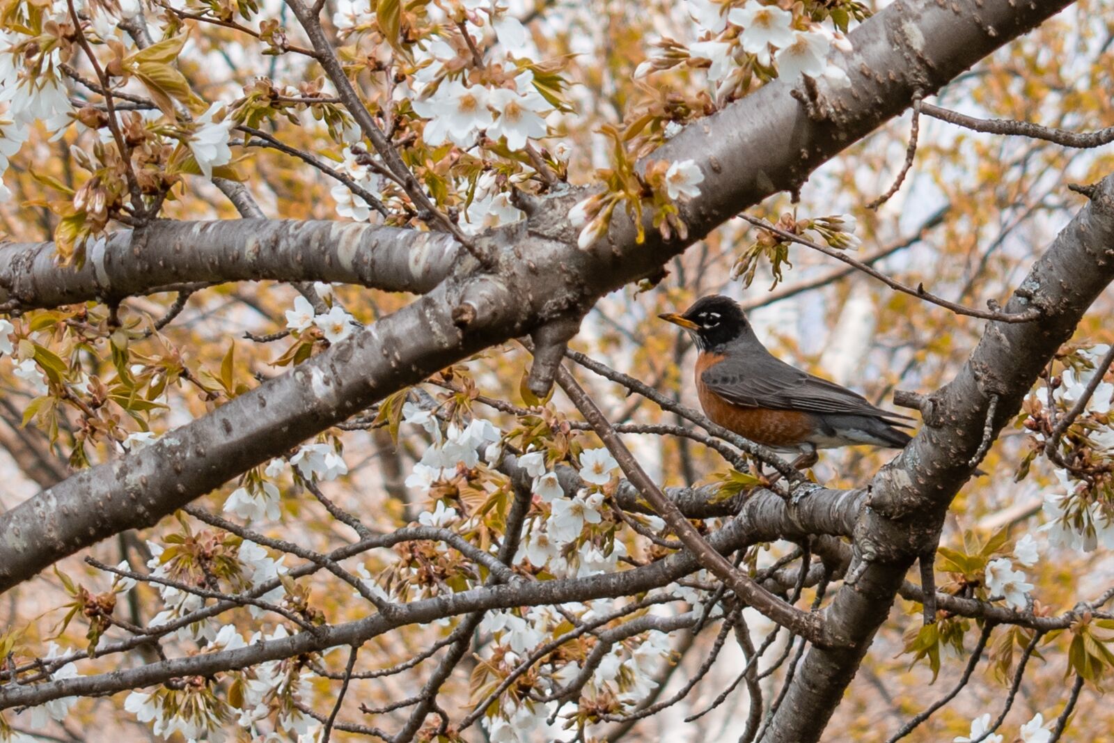 Nikon D5600 sample photo. American, robin, cherry photography