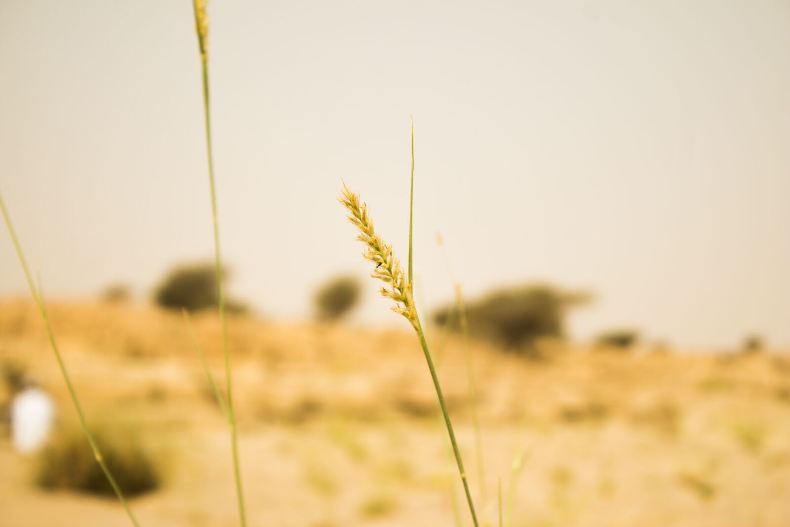 Canon EOS 70D sample photo. Nature, field, grass photography