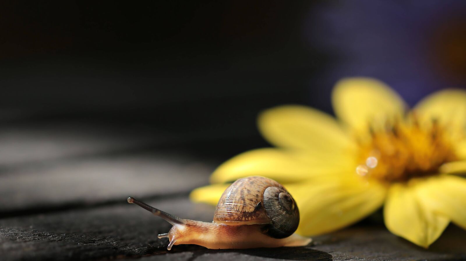 Canon EOS 80D sample photo. Nature, garden, snail, gastropod photography