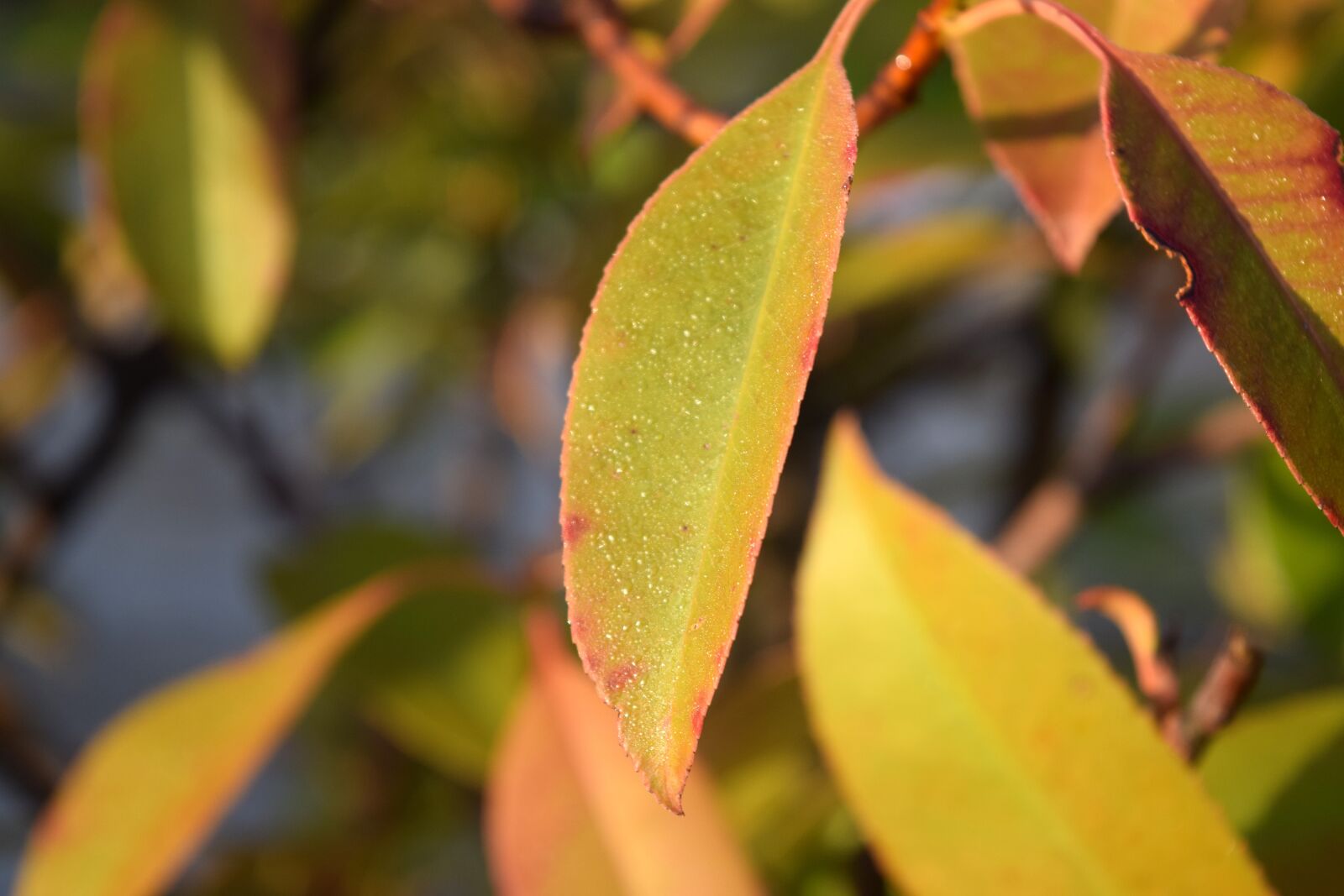 Nikon D5300 sample photo. Leaf, autumn, rocio photography