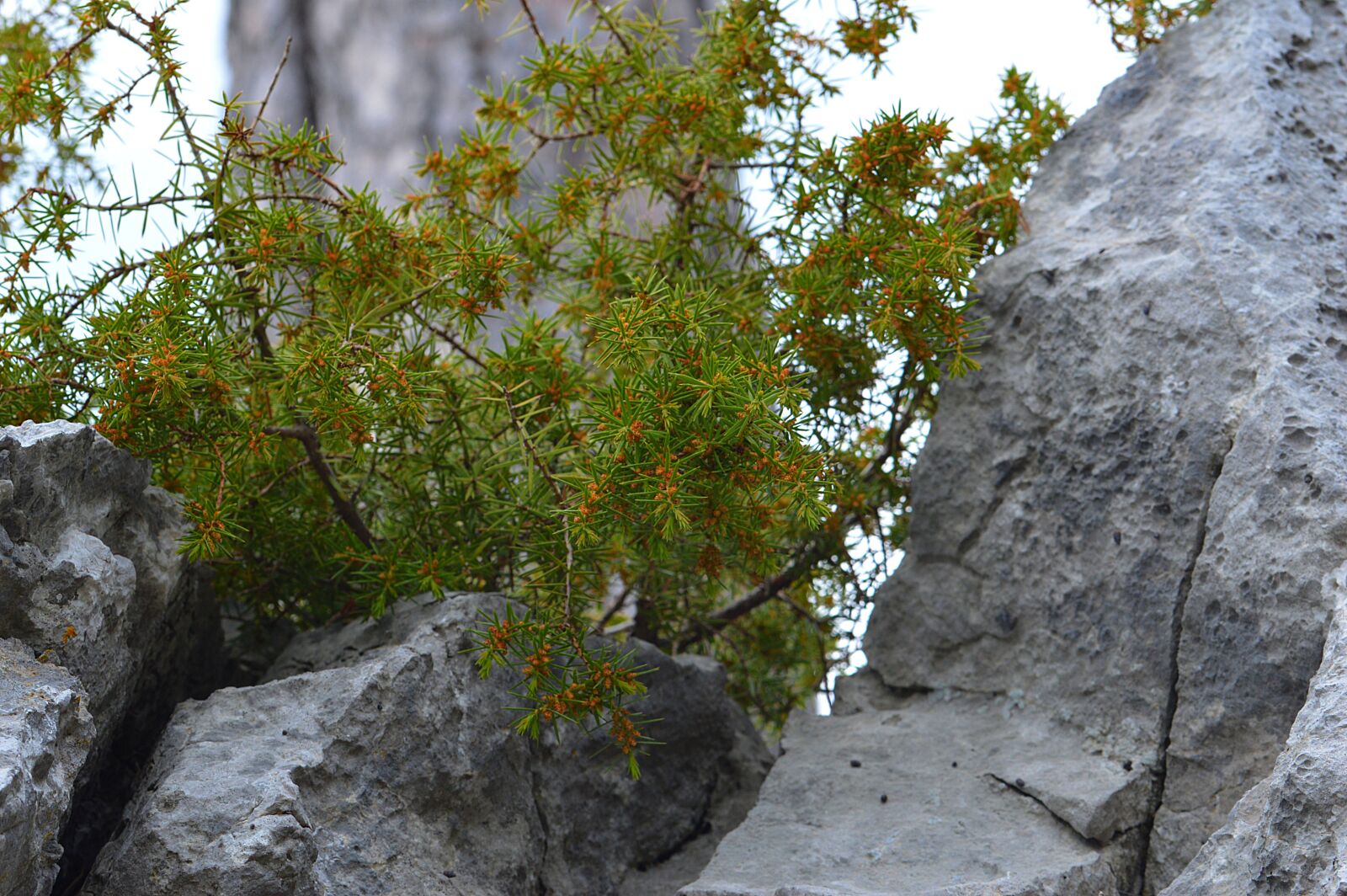 Nikon D3200 sample photo. Tree, bush, green photography