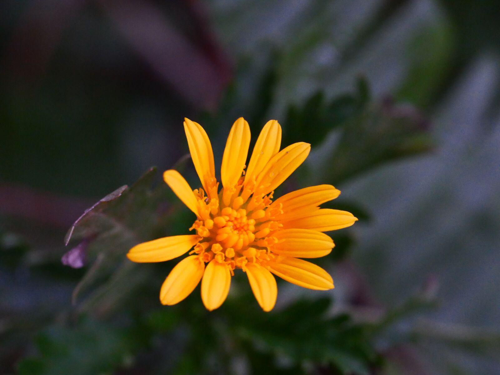 Panasonic Lumix DMC-GX85 (Lumix DMC-GX80 / Lumix DMC-GX7 Mark II) sample photo. Flower, yellow flower, plant photography