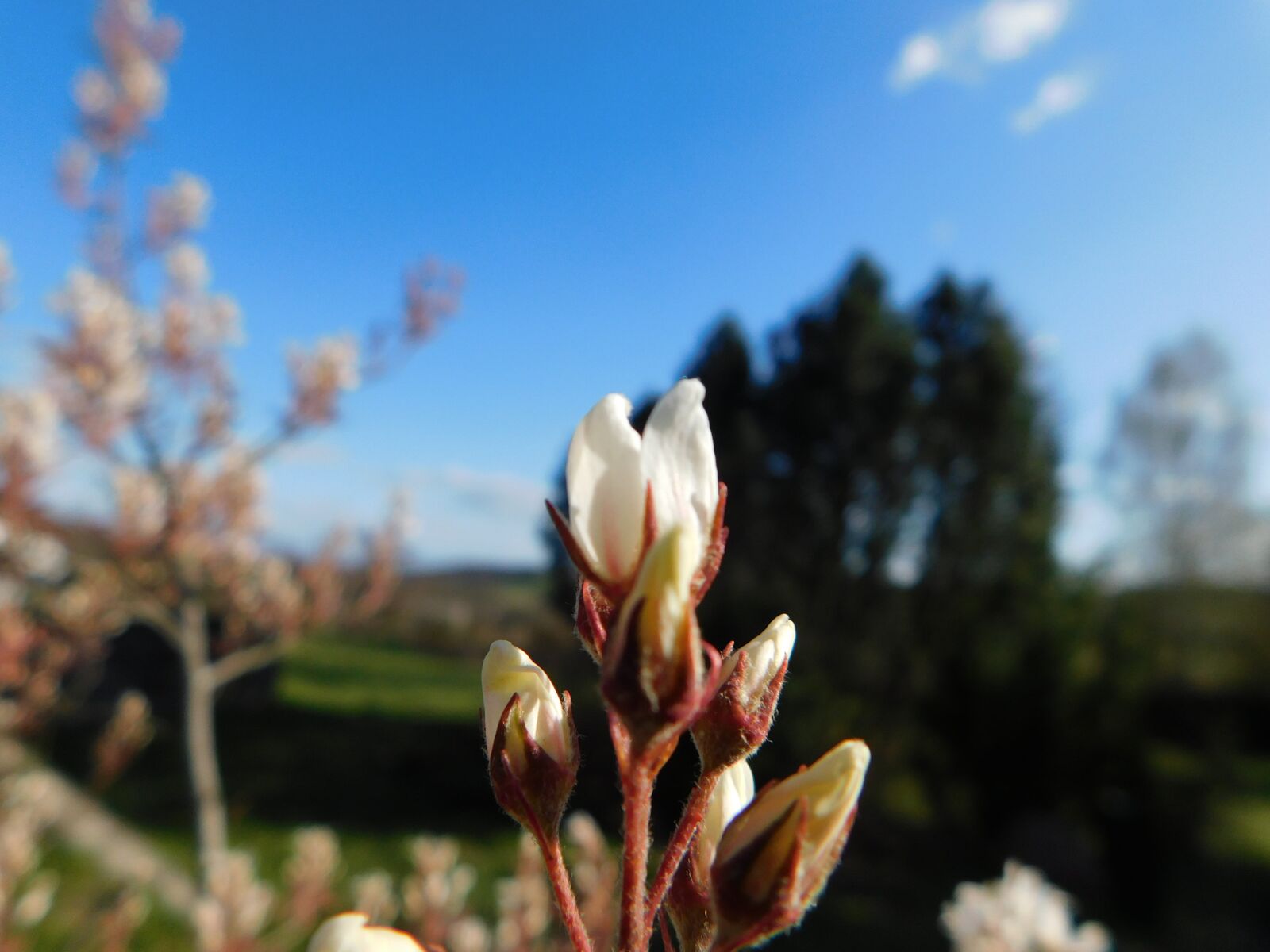 Nikon Coolpix B500 sample photo. Saskatoon, blossom, spring photography