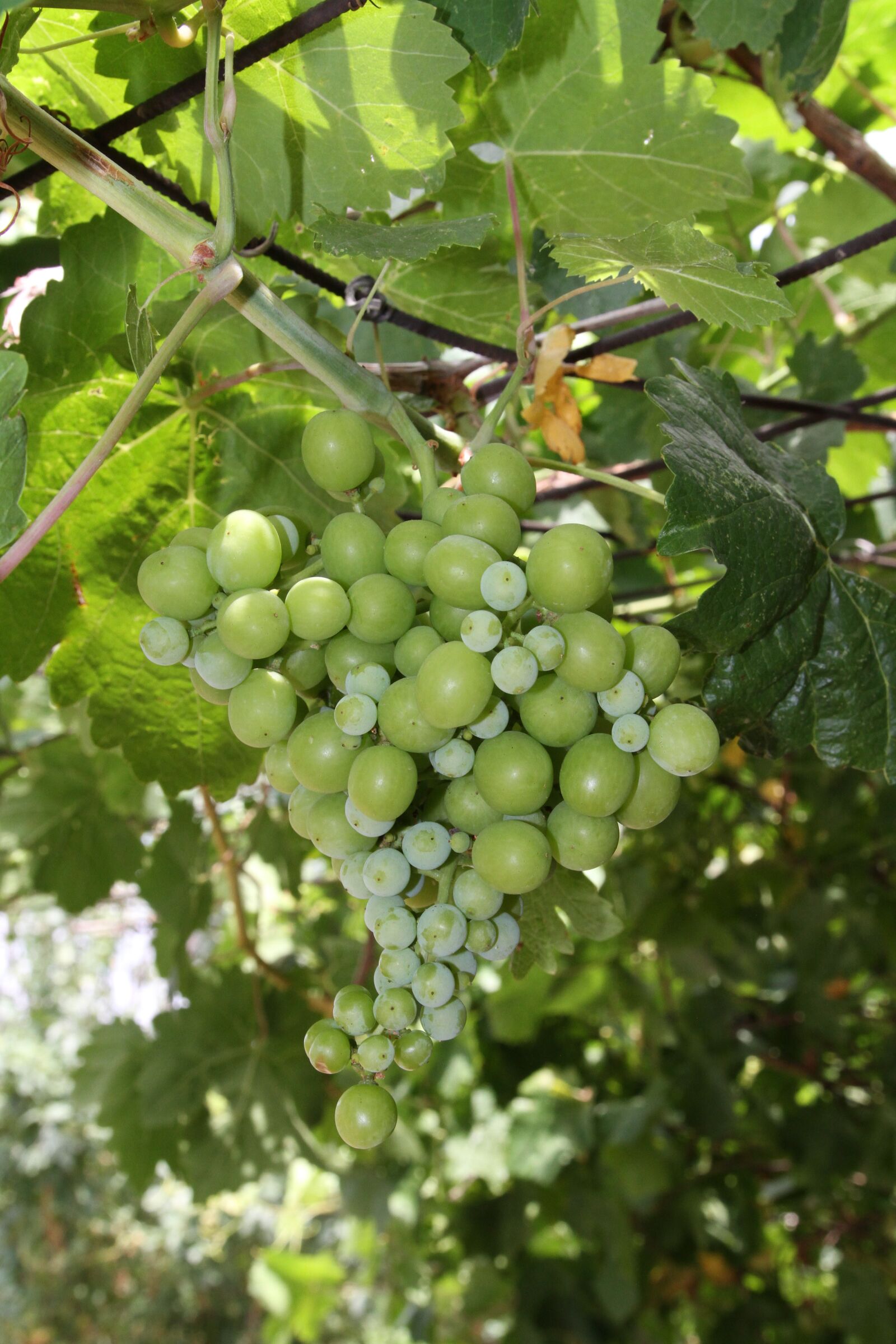 Canon EOS 7D sample photo. Grapes, plants, the nature photography