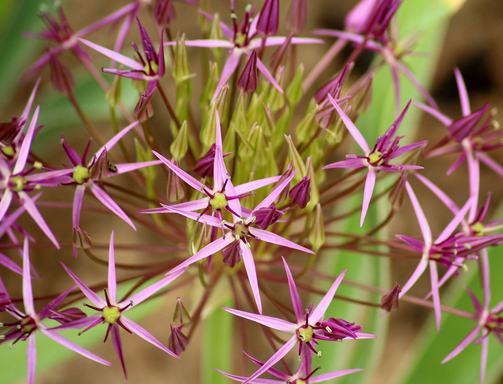 Canon EOS 1200D (EOS Rebel T5 / EOS Kiss X70 / EOS Hi) sample photo. Decorative garlic, flowering, purple photography