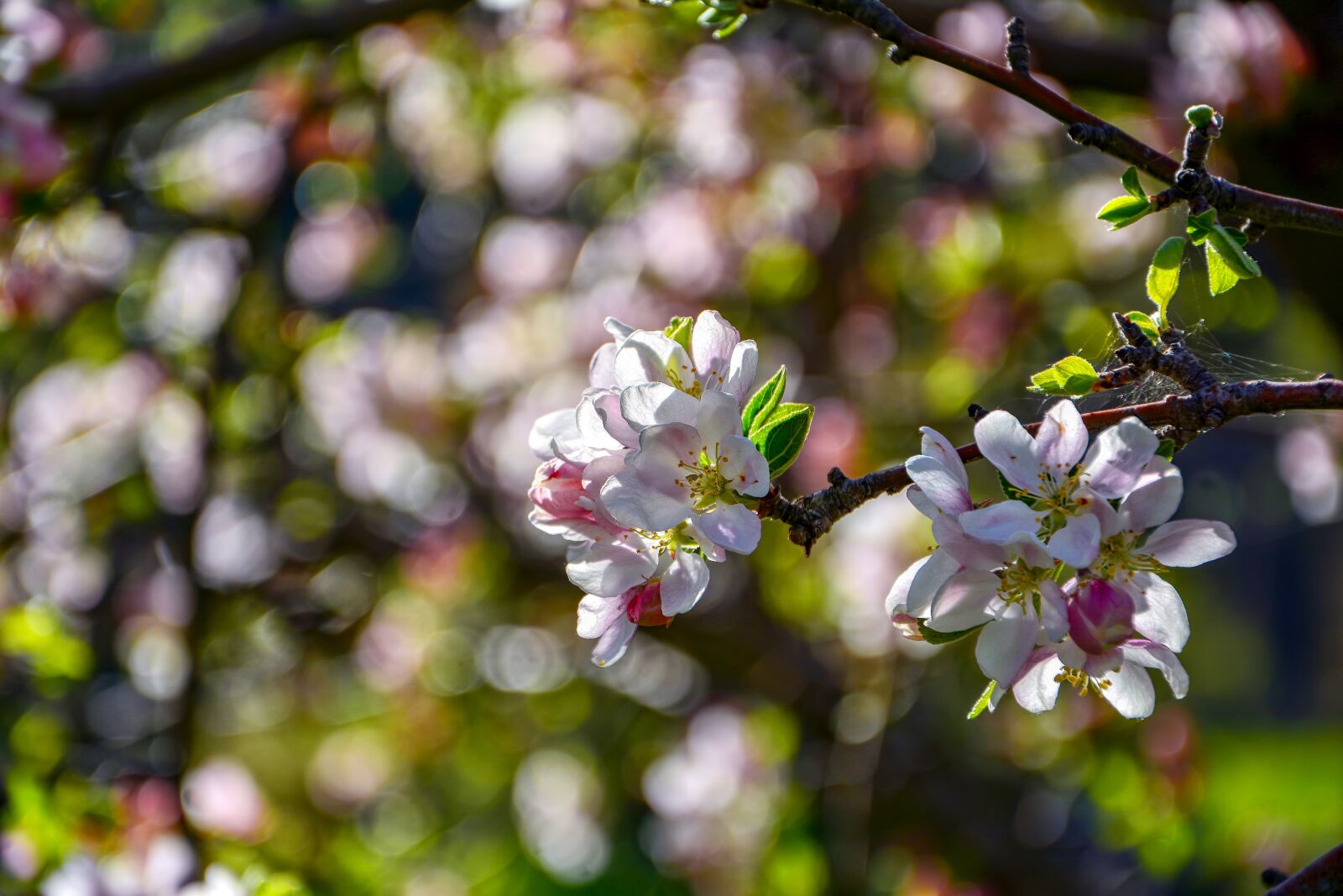 Nikon D7100 sample photo. Apple blossom, sprig, spring photography
