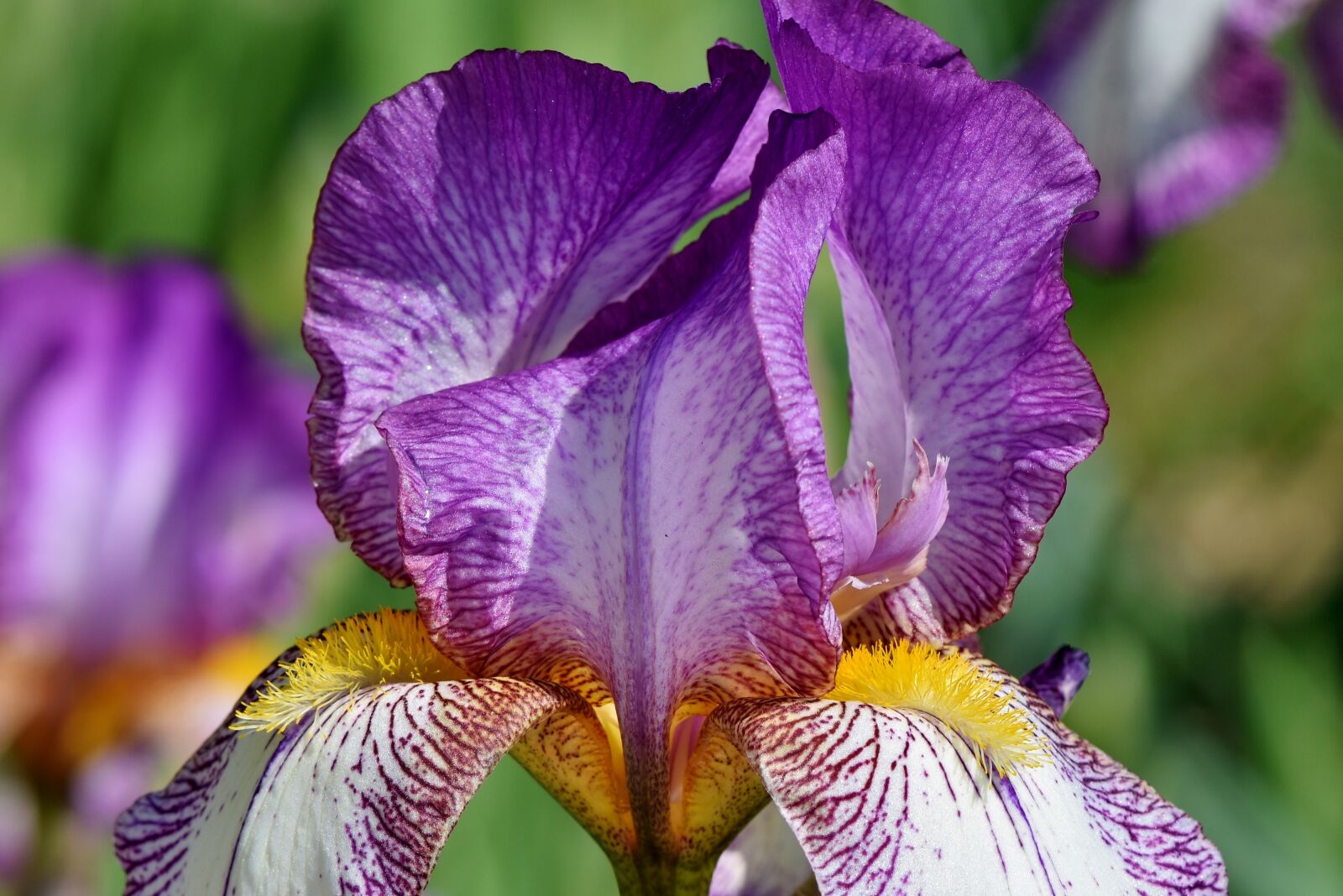 Nikon D7200 sample photo. Iris, iridaceae, purple photography
