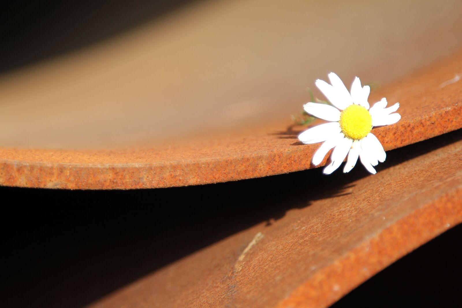 Canon EOS 550D (EOS Rebel T2i / EOS Kiss X4) sample photo. Trumpet, daisy, rust photography
