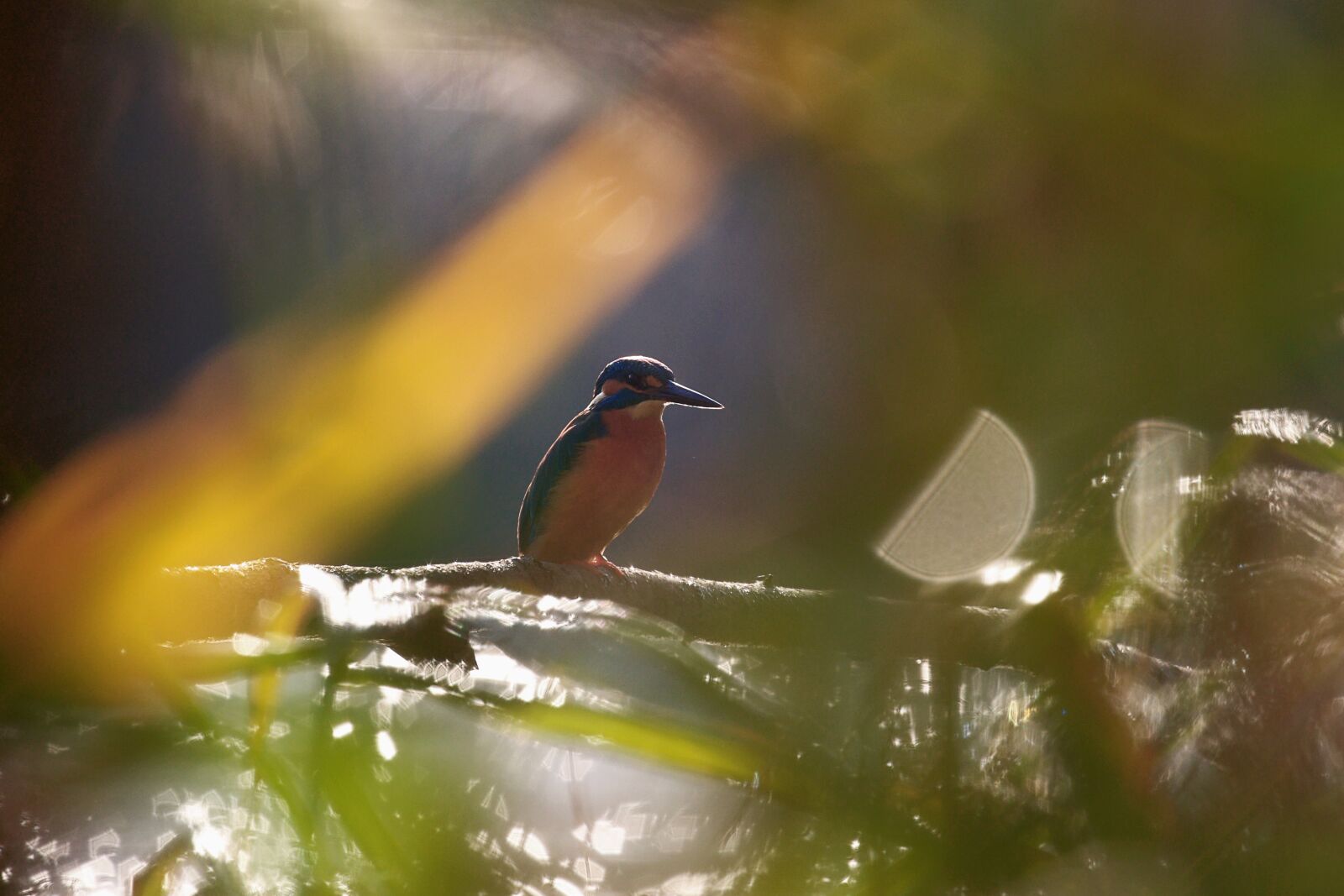Canon EOS 7D Mark II sample photo. Bird, light, magic photography