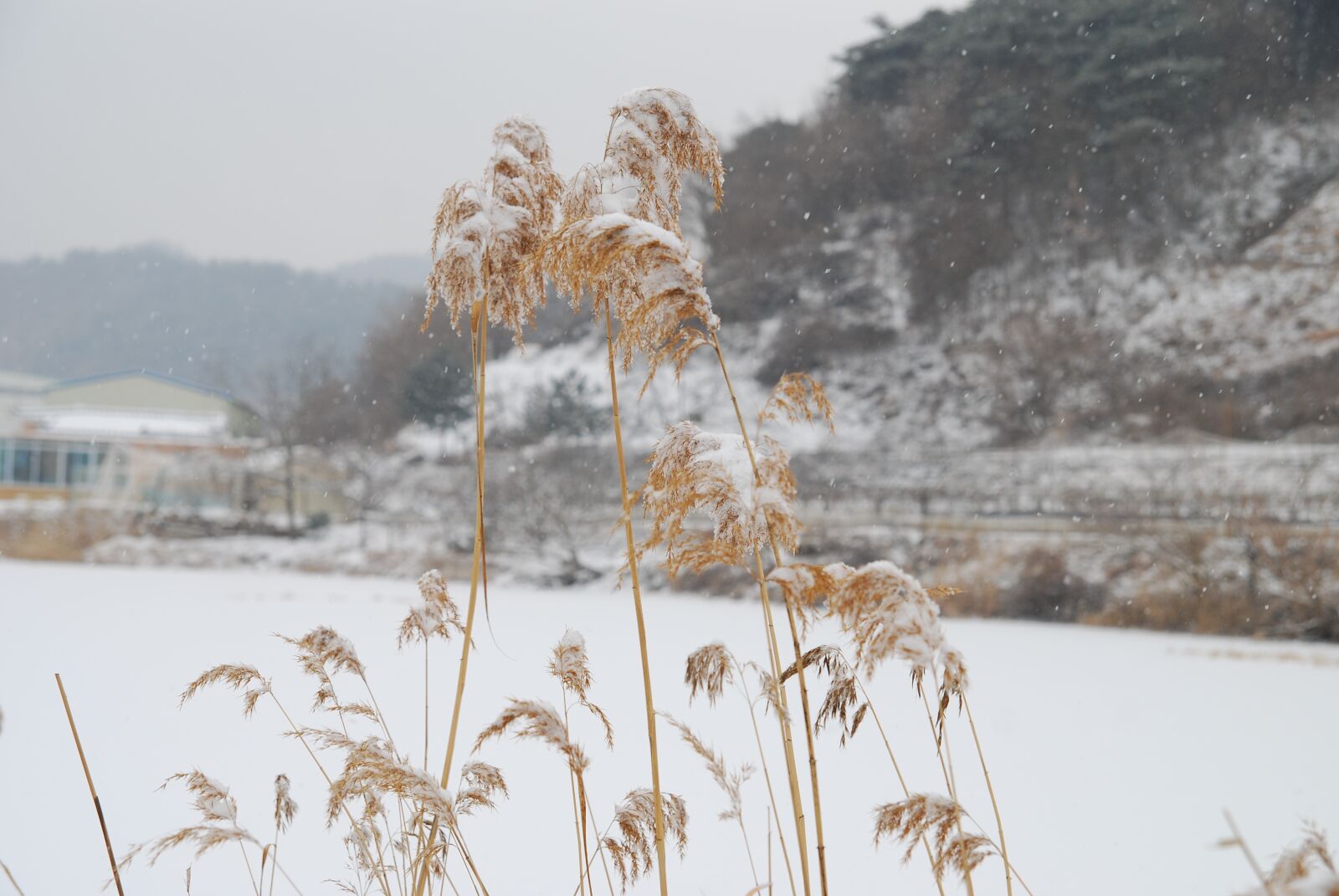 Nikon D80 sample photo. Republic of korea, winter photography