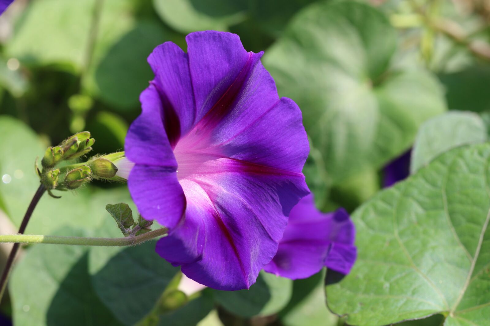Canon EOS 7D Mark II sample photo. Morning glory, flower, purple photography