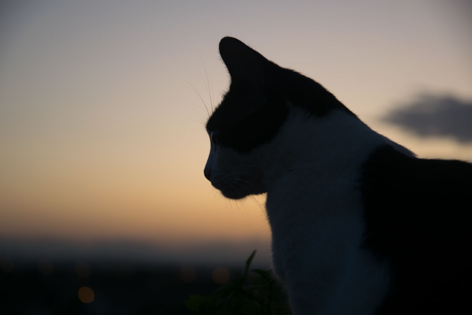 Nikon D5300 sample photo. Cat, sunset, backlight photography