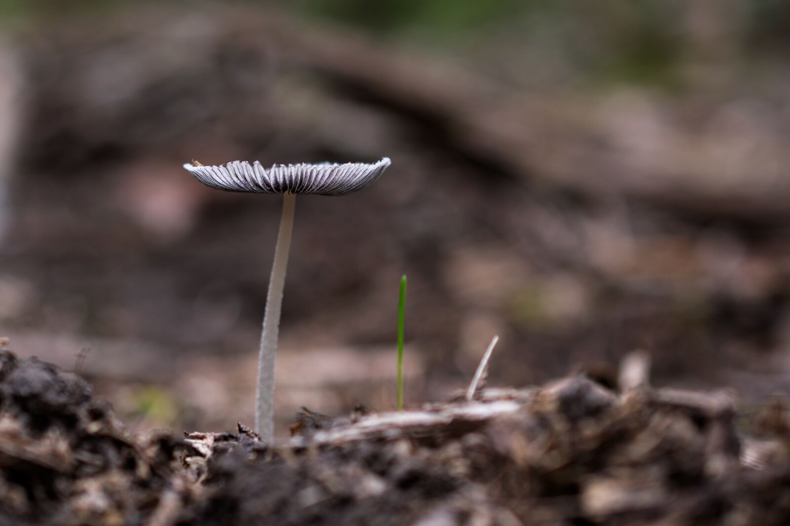 Nikon D5300 sample photo. Mushroom, nature, forest photography