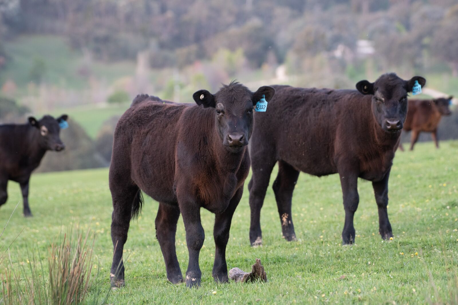 Nikon D750 sample photo. Cow, black angus, farm photography