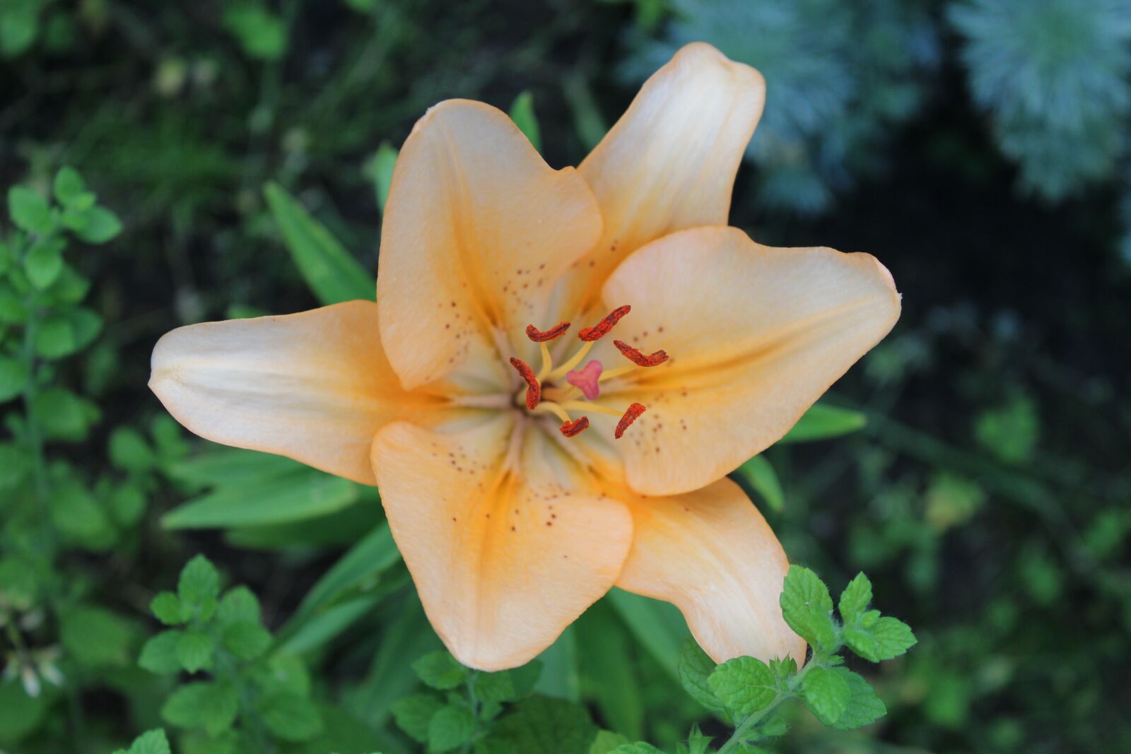 Canon EOS 1200D (EOS Rebel T5 / EOS Kiss X70 / EOS Hi) sample photo. Blossom, bloom, orange photography