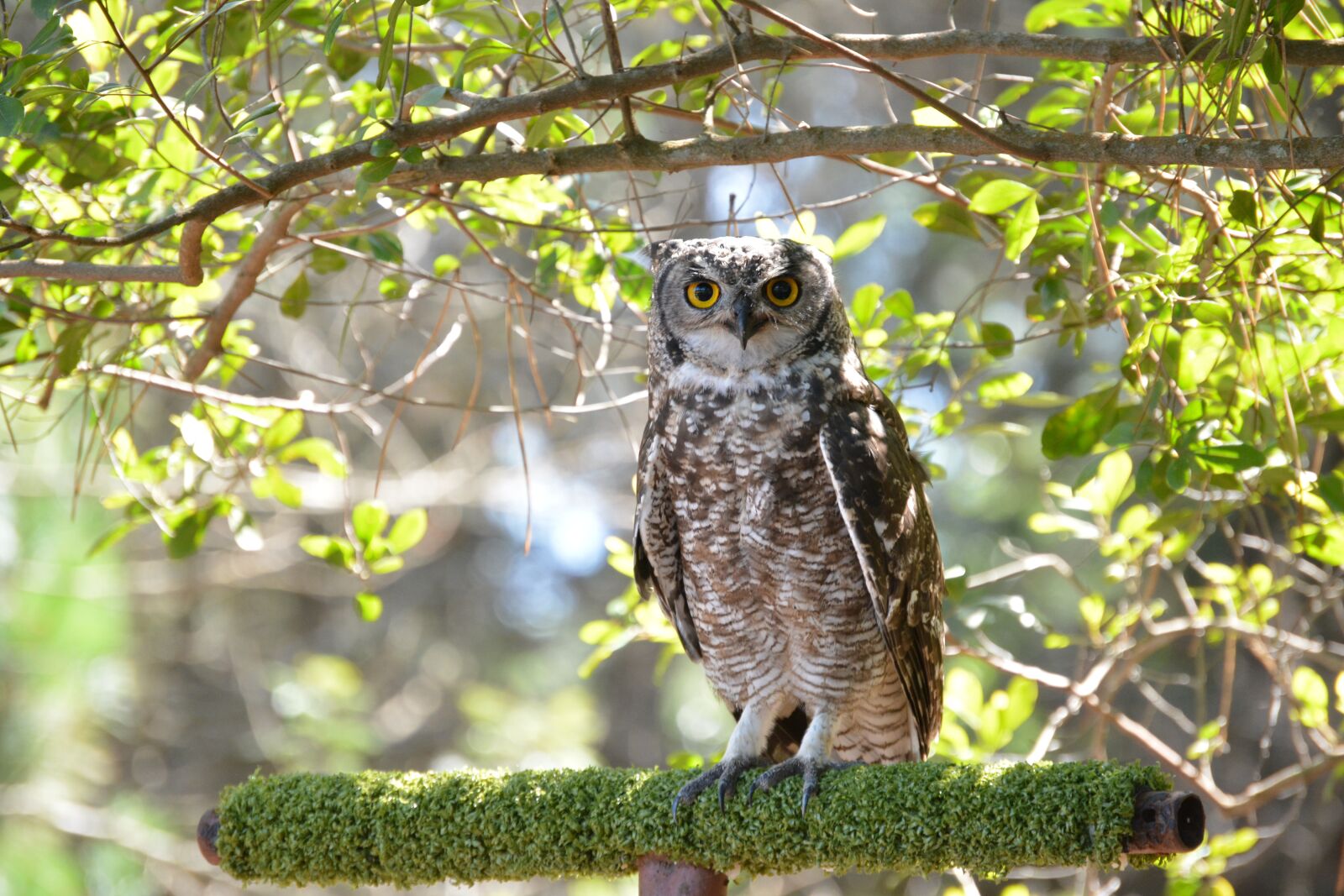 Nikon D5200 sample photo. Owl, raptor, bird photography