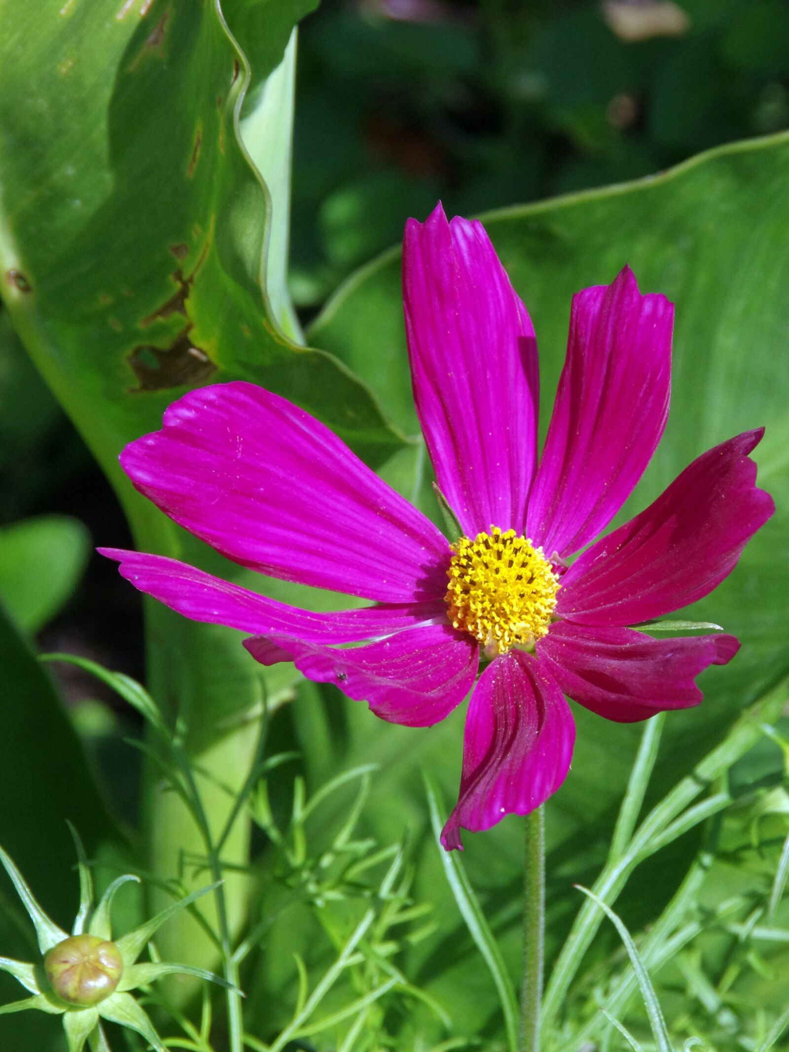 Pentax K-5 sample photo. Cosmos, cosmos bipinnatus, flower photography