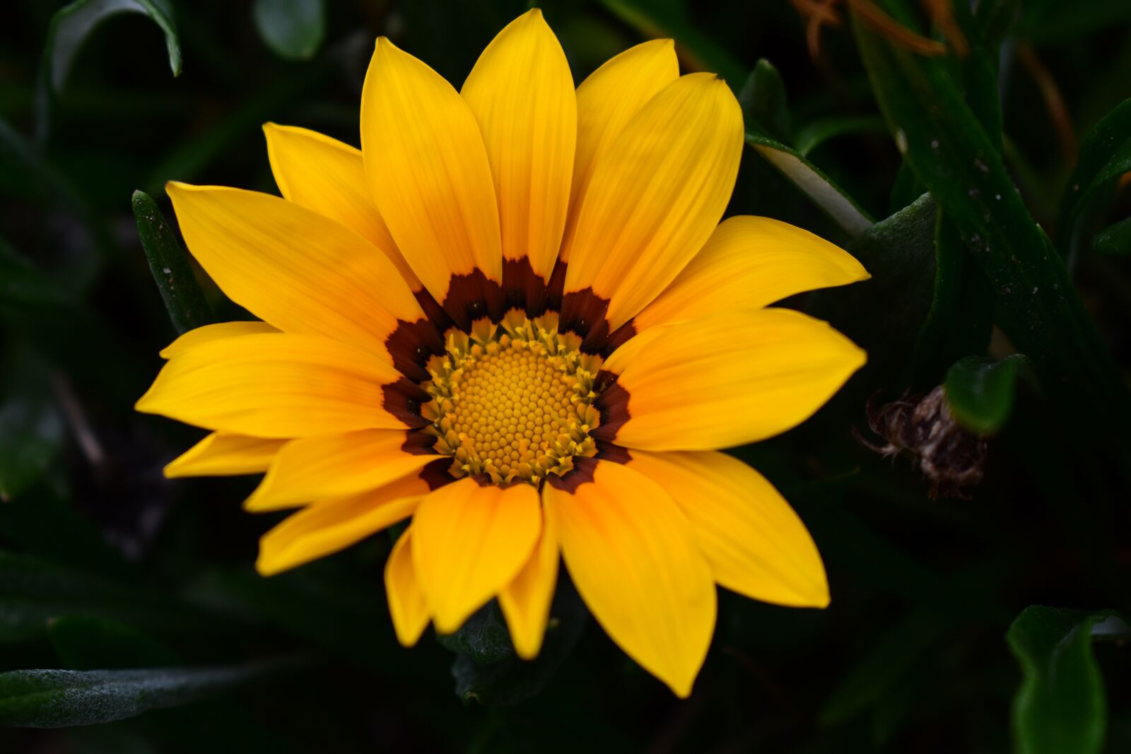 Nikon D3400 sample photo. Flower, plant, nature photography