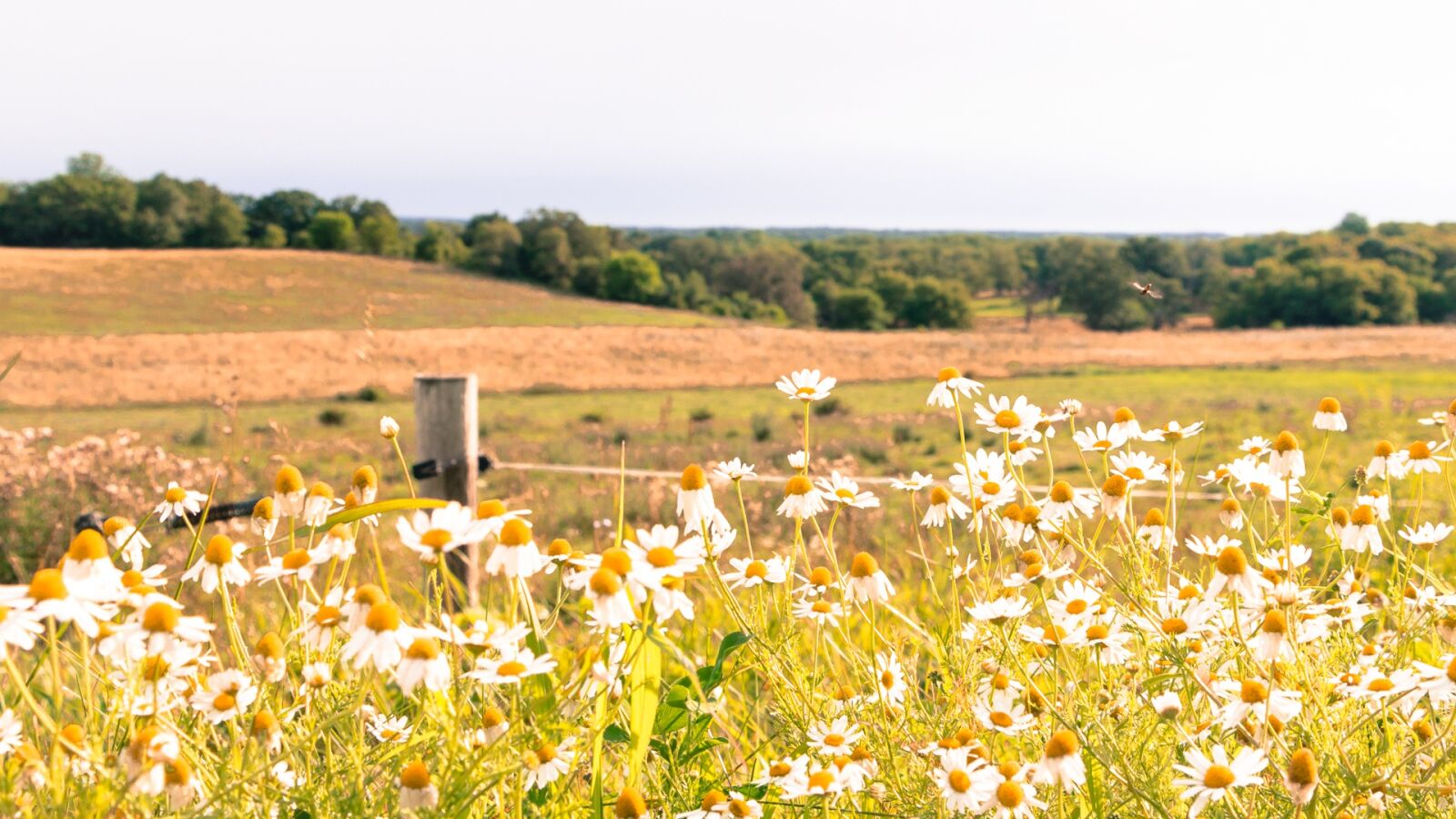 Canon EOS 70D sample photo. Field, flowers, yellow photography
