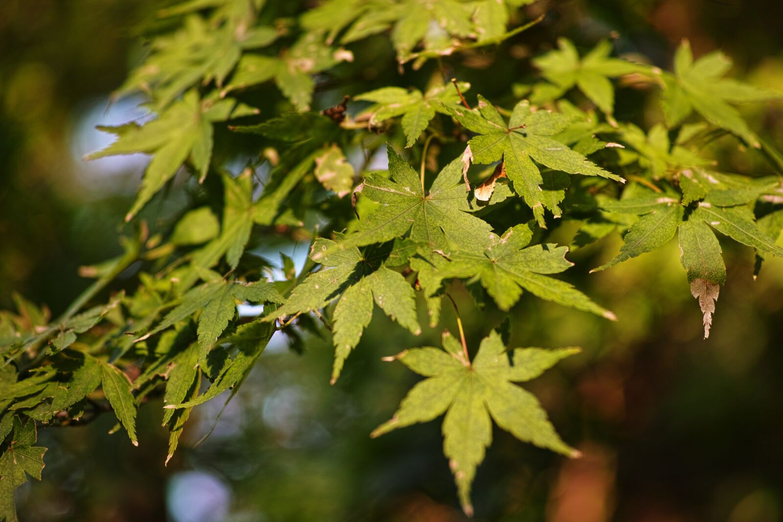 Sigma DP3 Merrill sample photo. Maple, autumn, wood photography