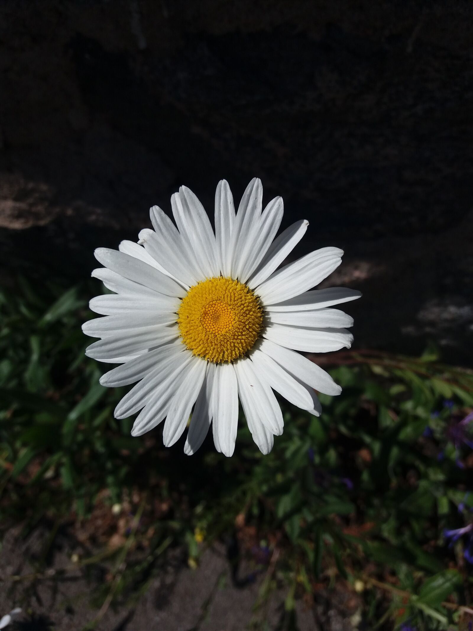 Samsung SM-J500FN sample photo. Flower, beautiful, summer photography