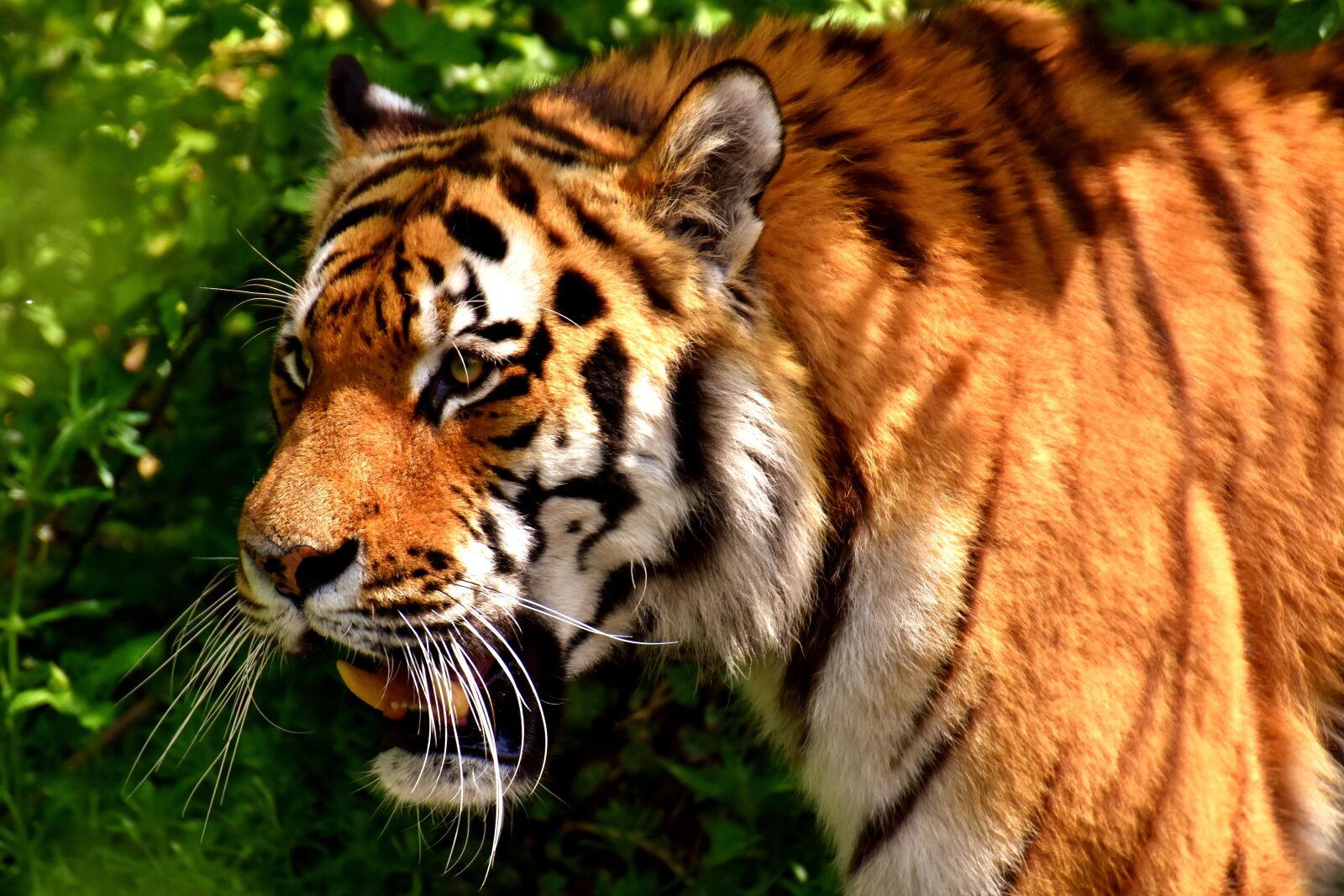 Nikon D7200 sample photo. Tiger, predator, fur photography
