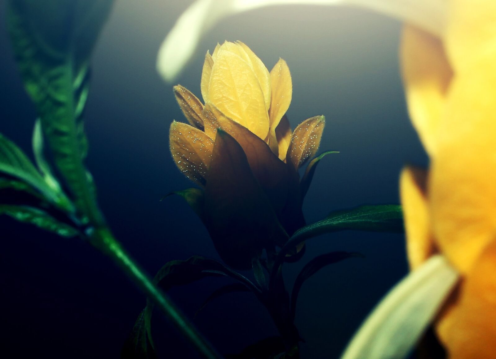 Canon EOS 700D (EOS Rebel T5i / EOS Kiss X7i) sample photo. Flower, flowers, yellow photography