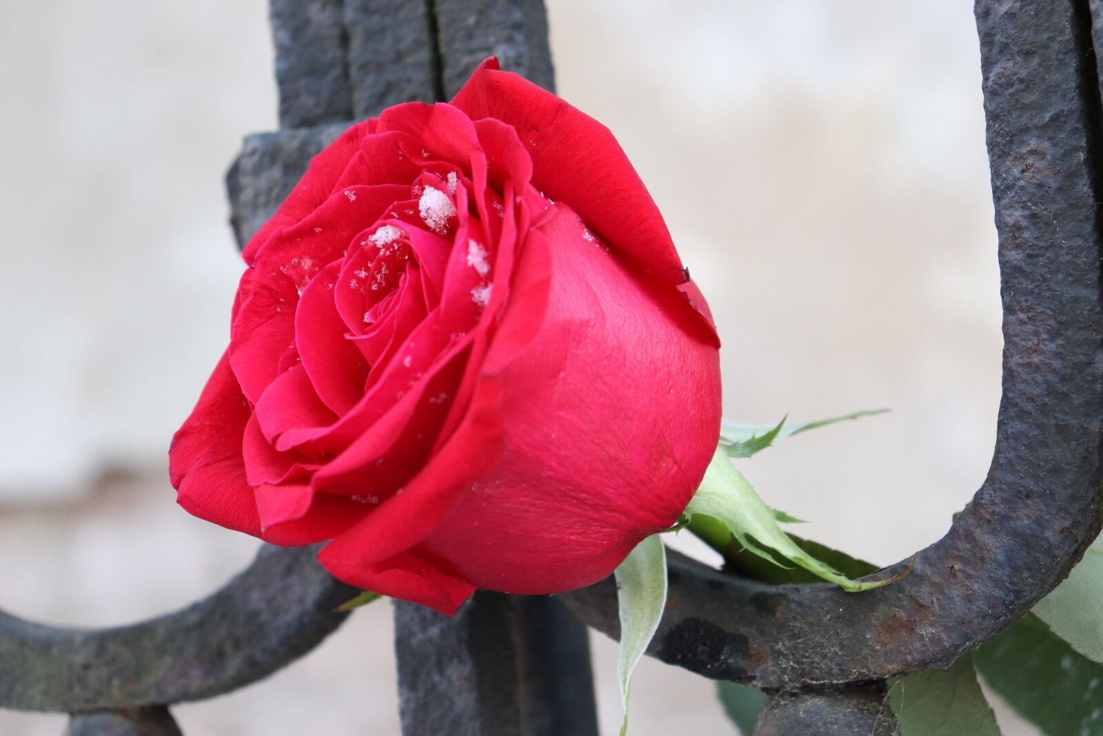 Canon EOS 200D (EOS Rebel SL2 / EOS Kiss X9) sample photo. Red rose, old iron photography