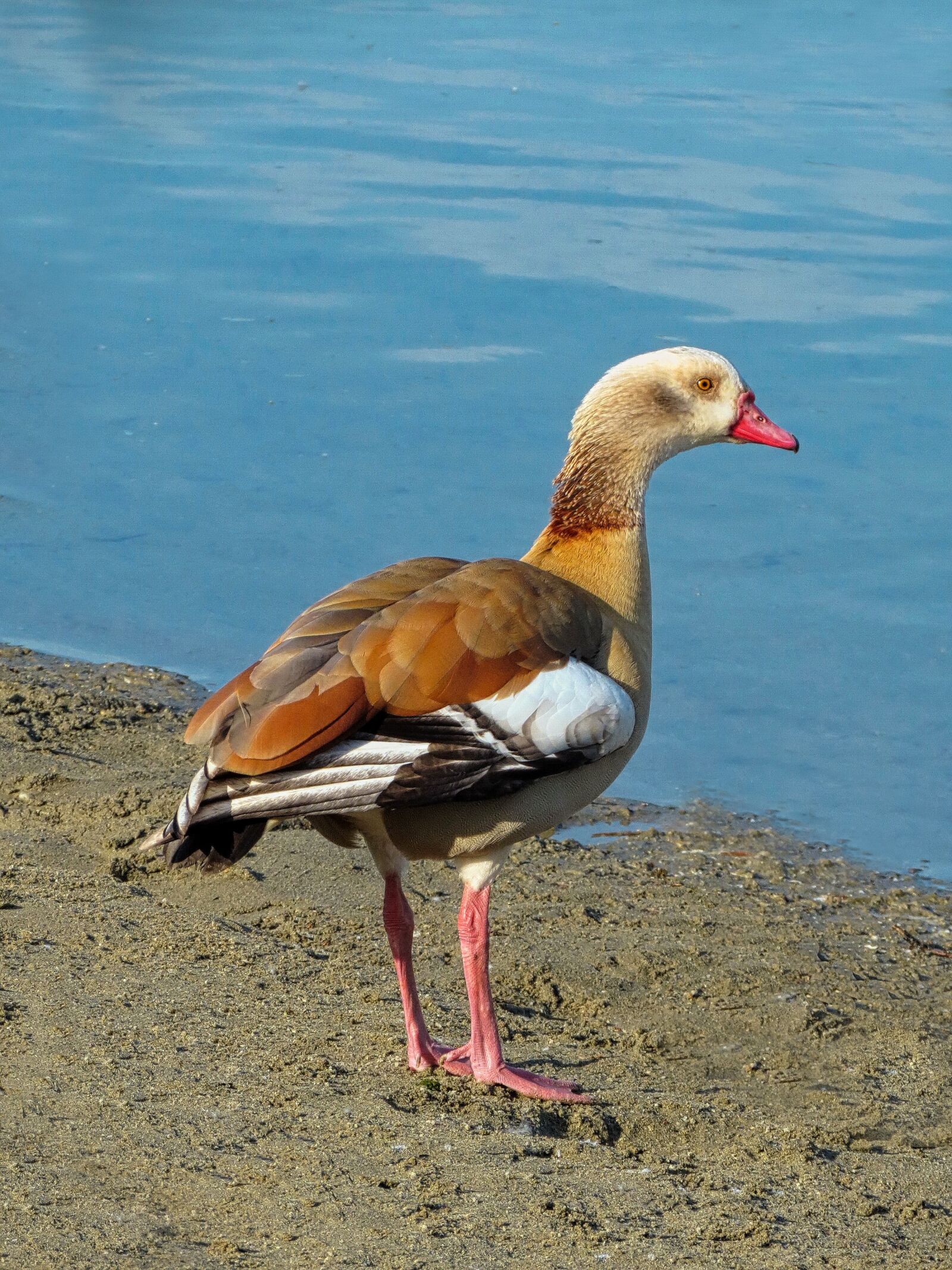 Canon PowerShot SX40 HS sample photo. Oca, egyptian, water photography