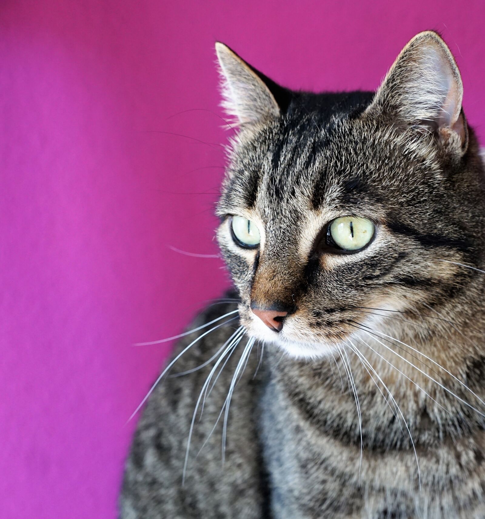 Sony ILCA-77M2 + Sony DT 16-50mm F2.8 SSM sample photo. Cat, tiger, eyes photography