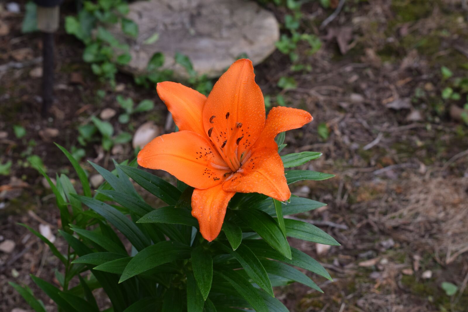Nikon D3300 sample photo. Flower, color, summer photography