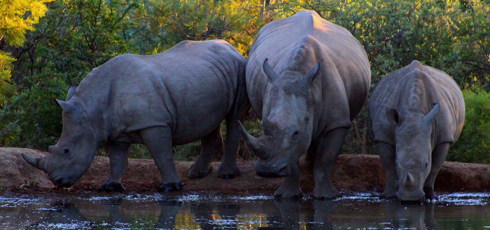 Canon EOS 1300D (EOS Rebel T6 / EOS Kiss X80) sample photo. Rhino, big 5, bush photography