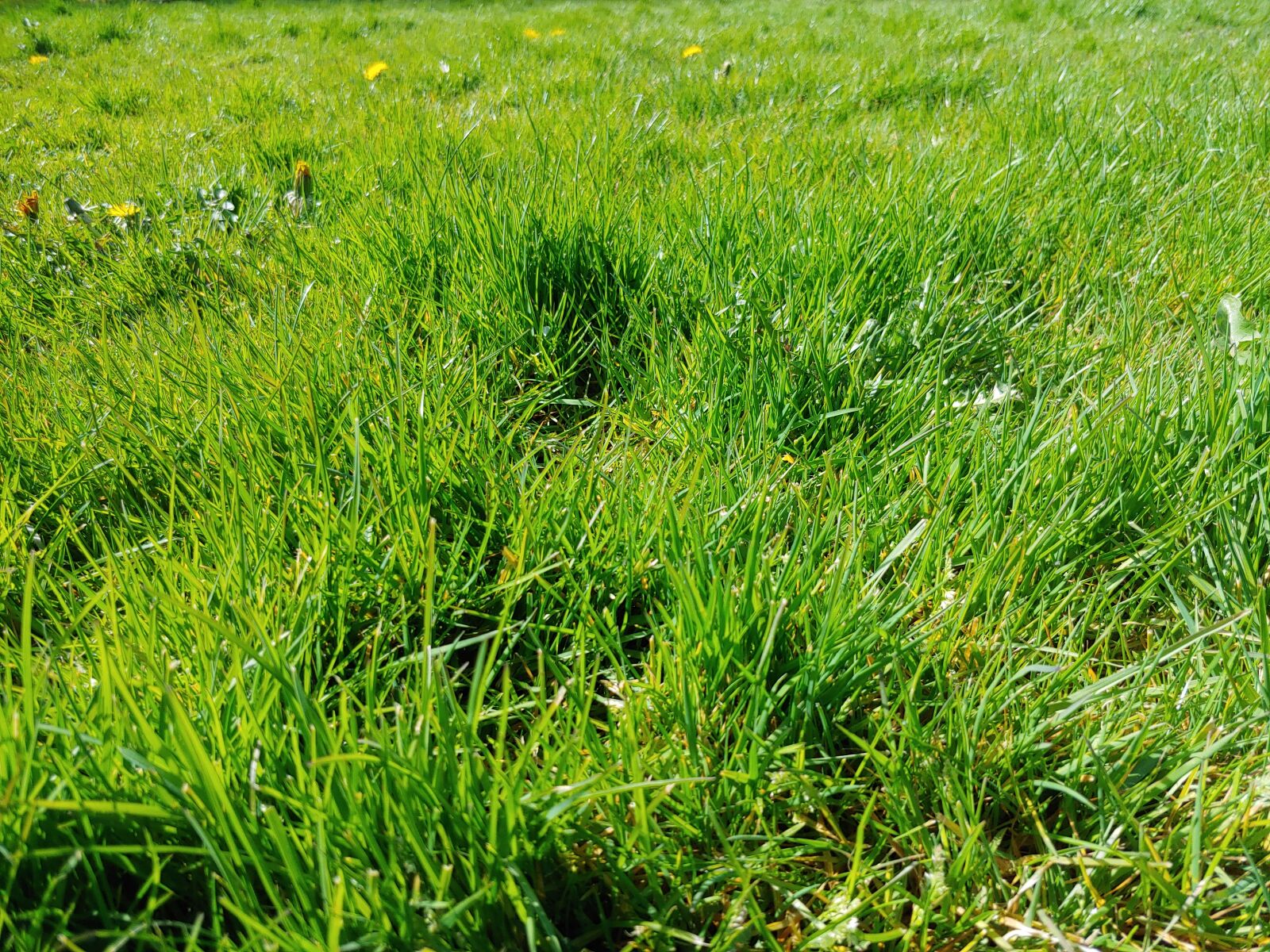 LG G7 THINQ sample photo. Grass, green, nature photography