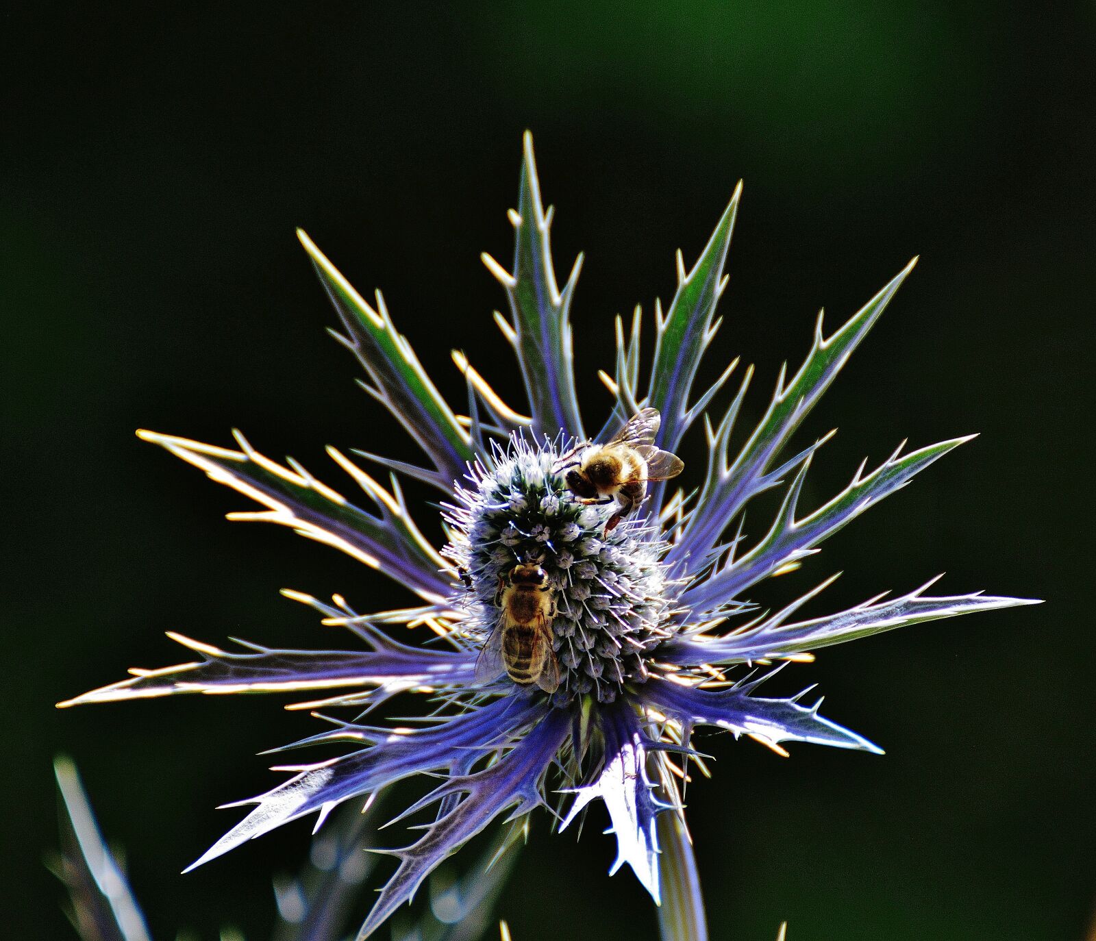 Nikon D3200 sample photo. Thistle, flower, plant photography