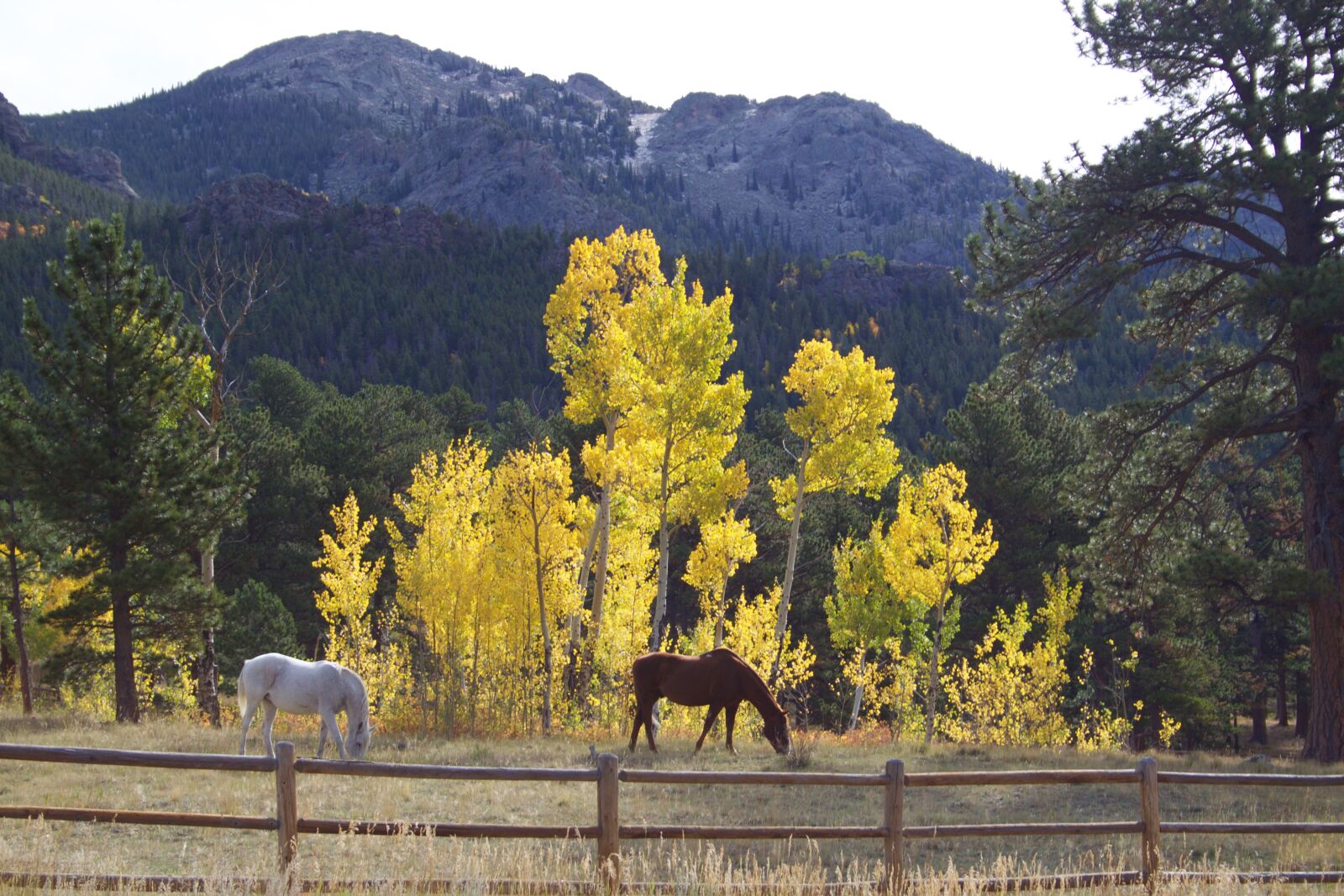 Canon EOS 50D sample photo. Horses, aspen, fence photography