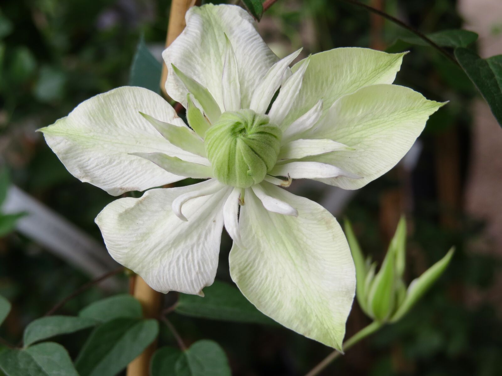 Canon PowerShot SX50 HS sample photo. Clematis, flowers, garden photography