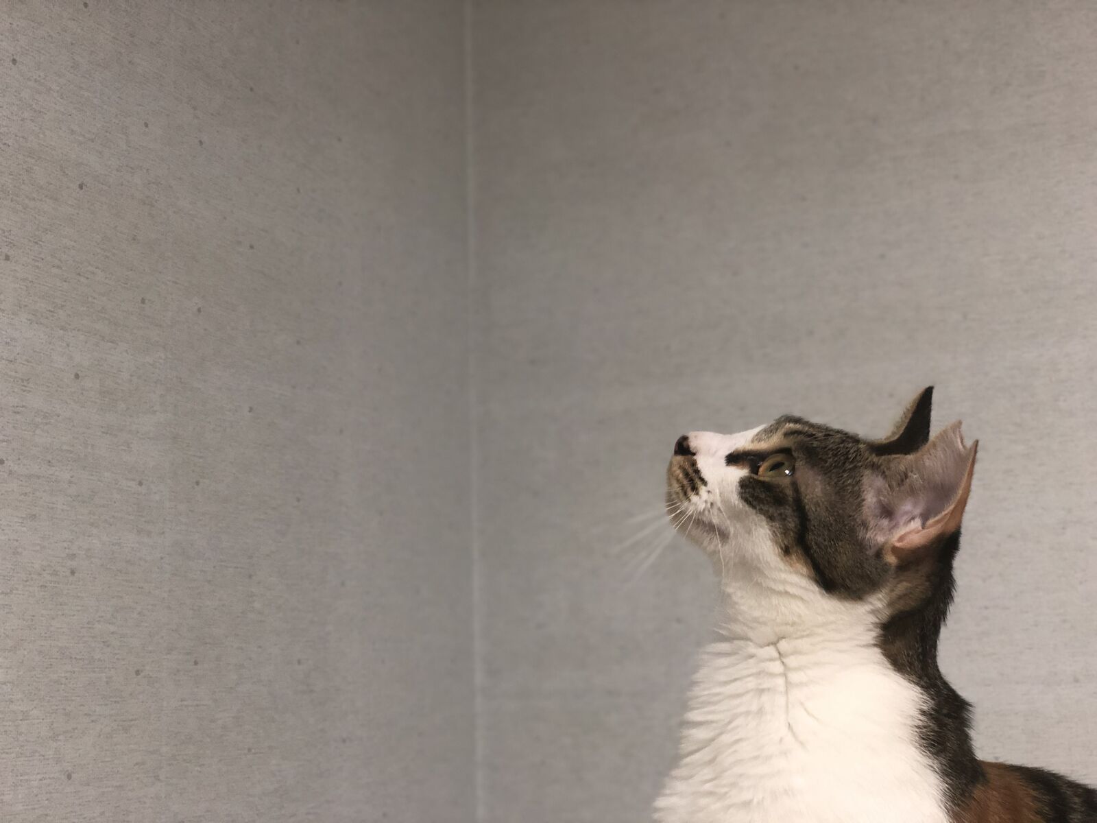 iPhone X back dual camera 6mm f/2.4 sample photo. Kitten, cat, bora photography