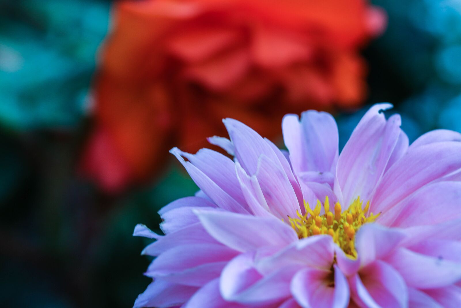 Canon EOS 7D Mark II sample photo. Garden flower, flower, garden photography