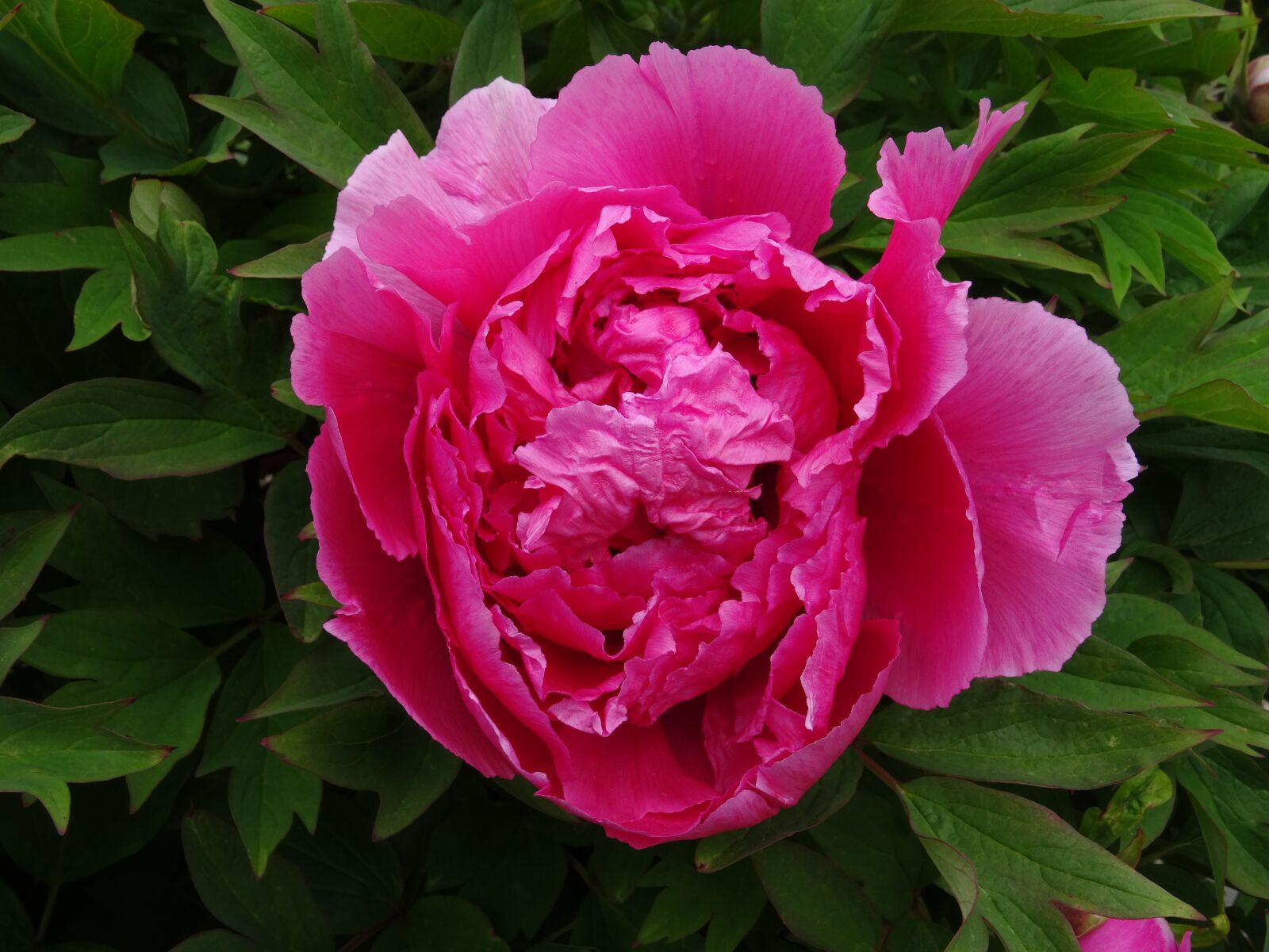 Sony Cyber-shot DSC-HX50V sample photo. Peony, pink, flower photography