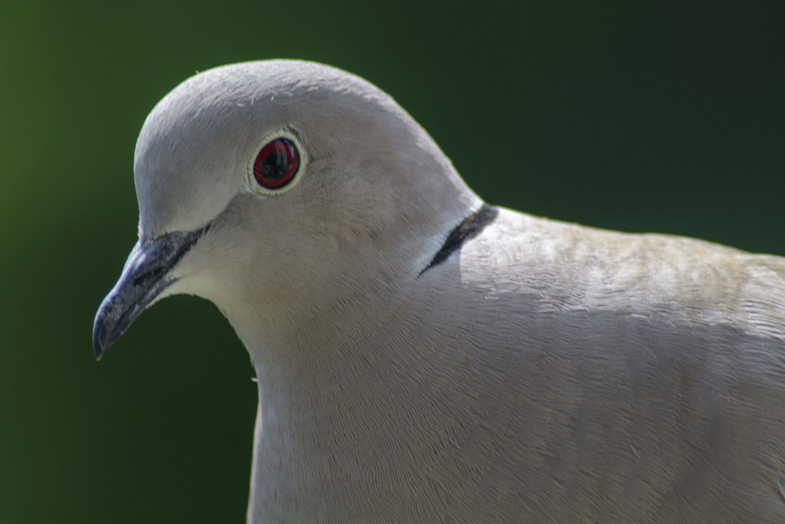 Nikon D7100 sample photo. Dove, collared, portrait photography