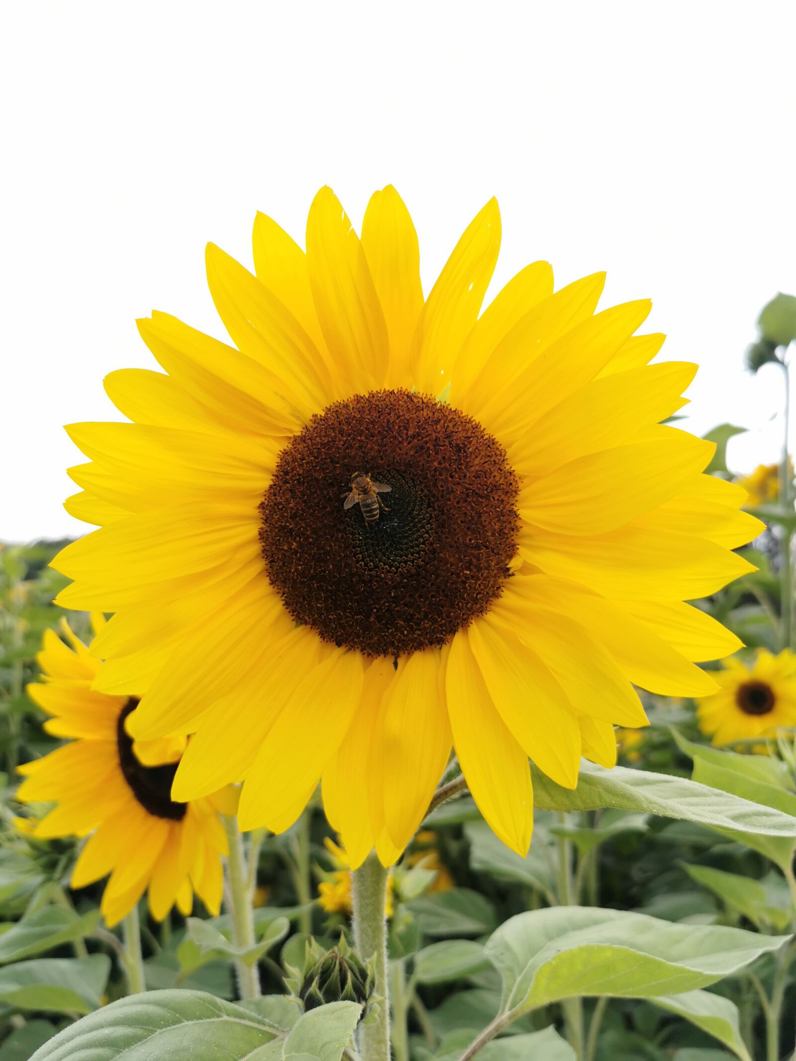 HUAWEI P30 Pro sample photo. Sunflower, flower, bee photography