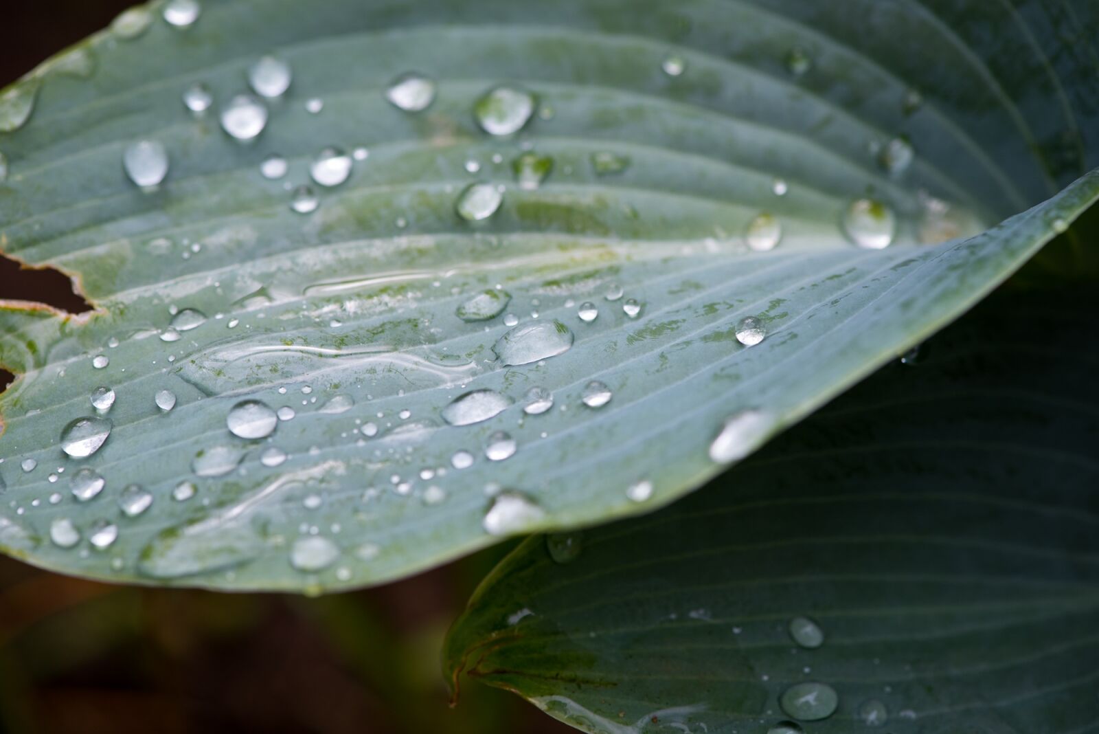 Nikon D750 sample photo. Leaf, green leaf, plant photography