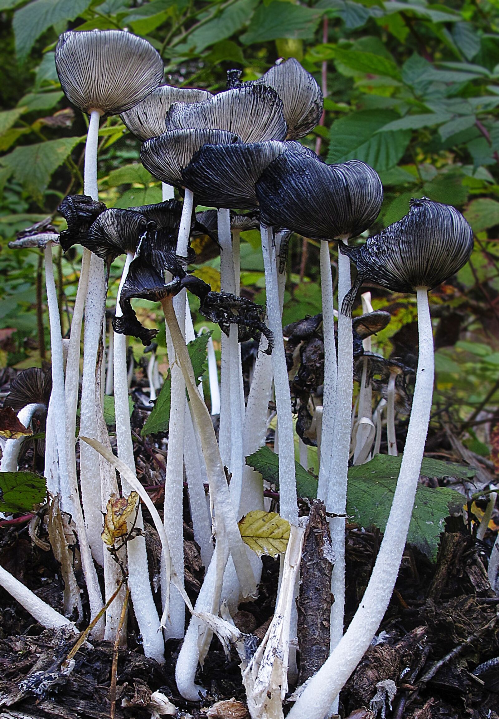 Canon PowerShot G12 sample photo. Mushrooms, lamellar, disc fungus photography