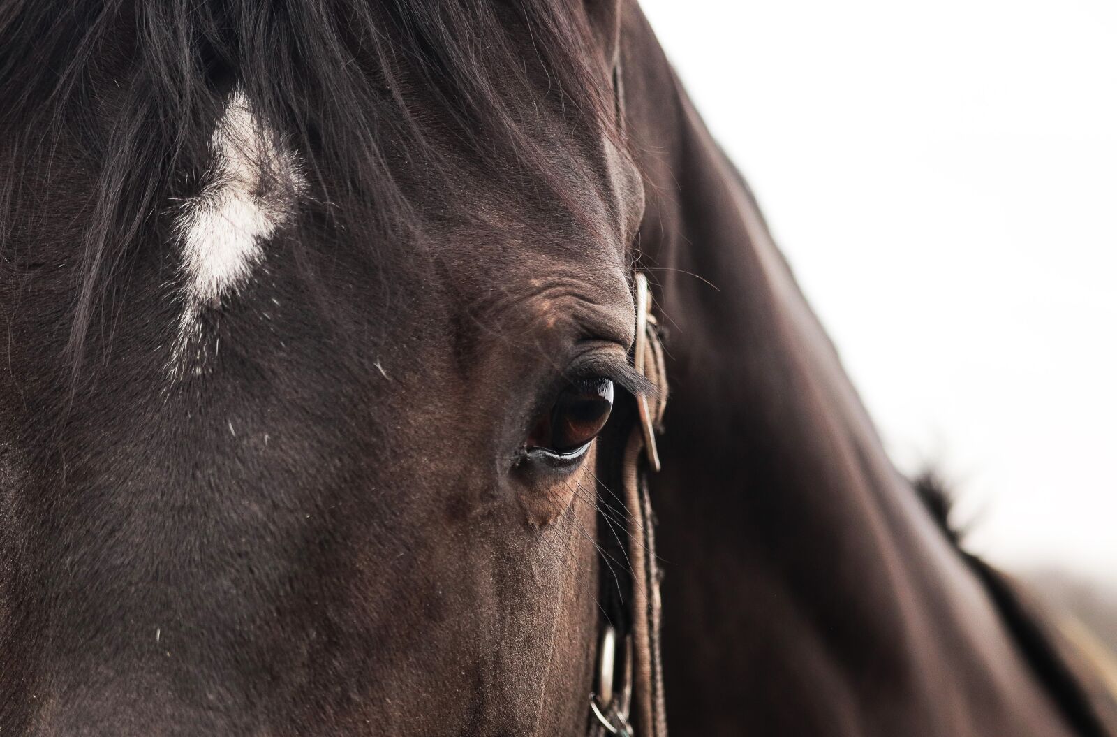 Canon EOS 800D (EOS Rebel T7i / EOS Kiss X9i) sample photo. Horse, equine, eyes photography
