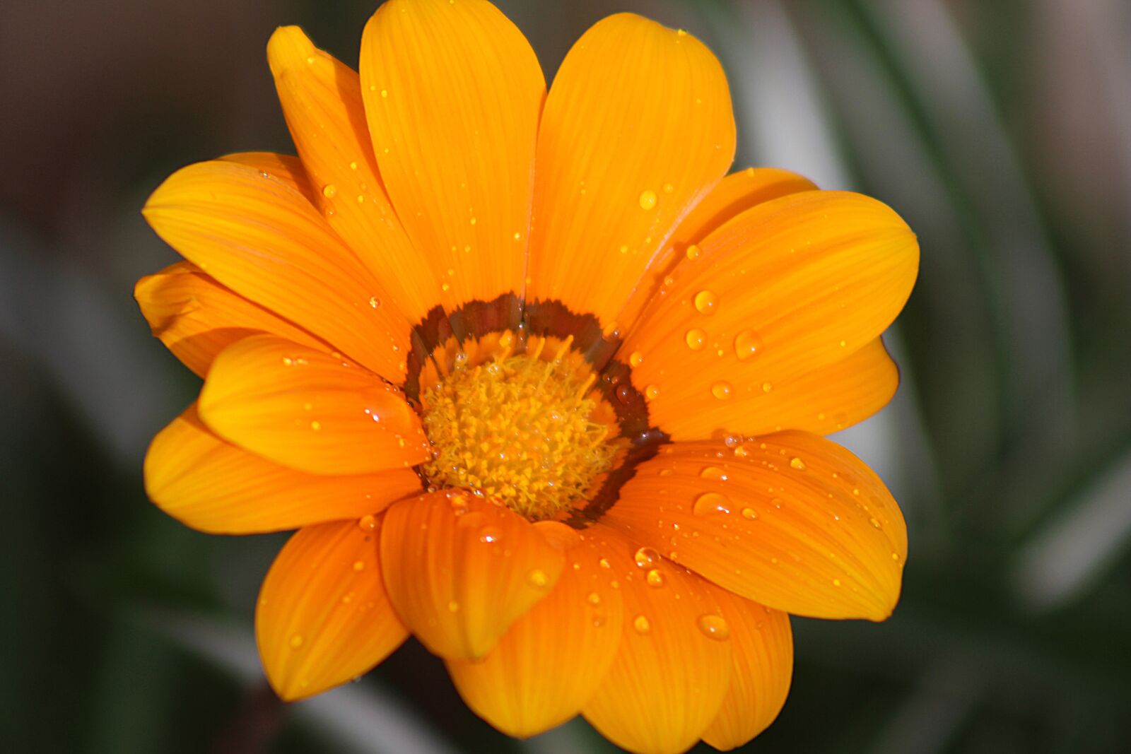 Canon EF75-300mm f/4-5.6 sample photo. Flower, clove, plant photography