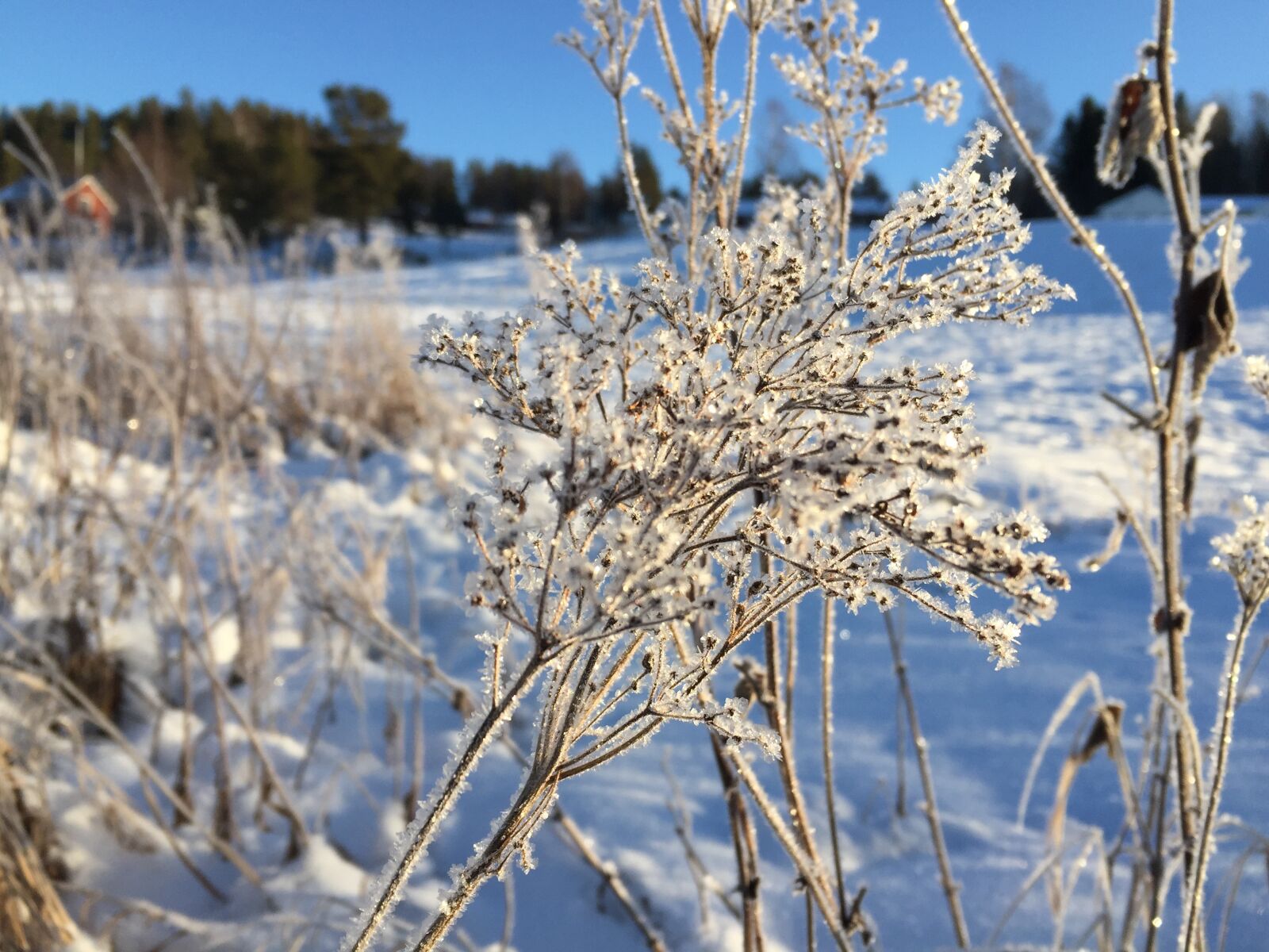 iPhone 6 back camera 4.15mm f/2.2 sample photo. Winter, frost, nature photography