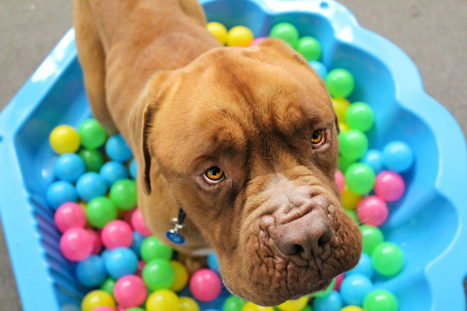 Canon EOS 1200D (EOS Rebel T5 / EOS Kiss X70 / EOS Hi) sample photo. Dog, big, cute photography