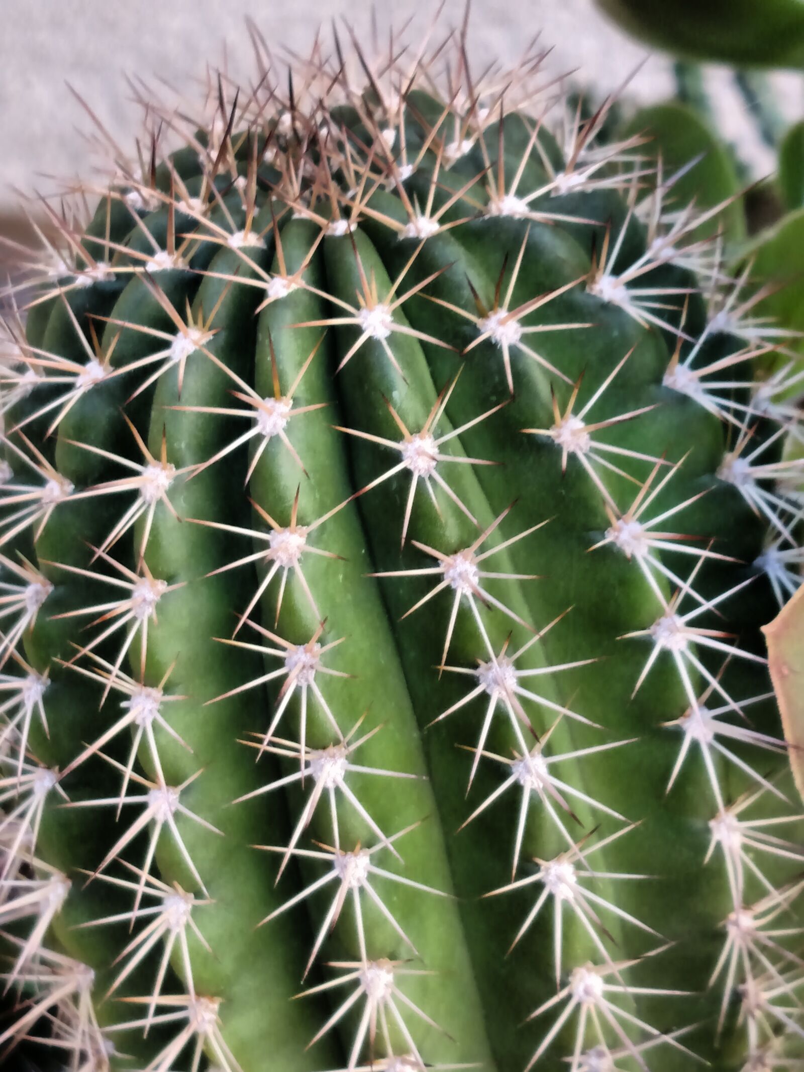 Motorola Droid Turbo sample photo. Cactus, prickly, plant photography