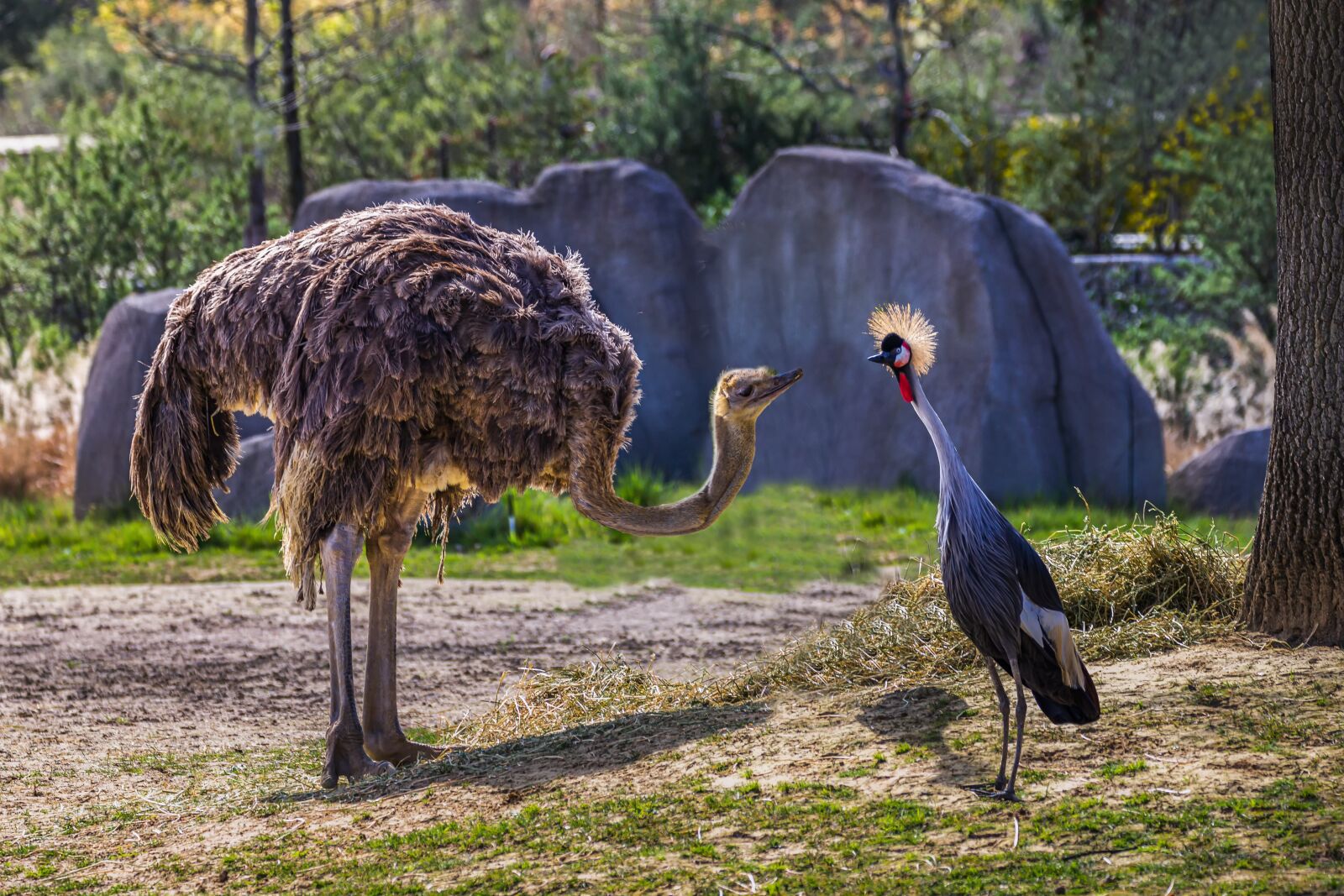 Canon EOS 60D + Canon EF 70-300mm F4-5.6L IS USM sample photo. Ostrich, zoo, bird photography