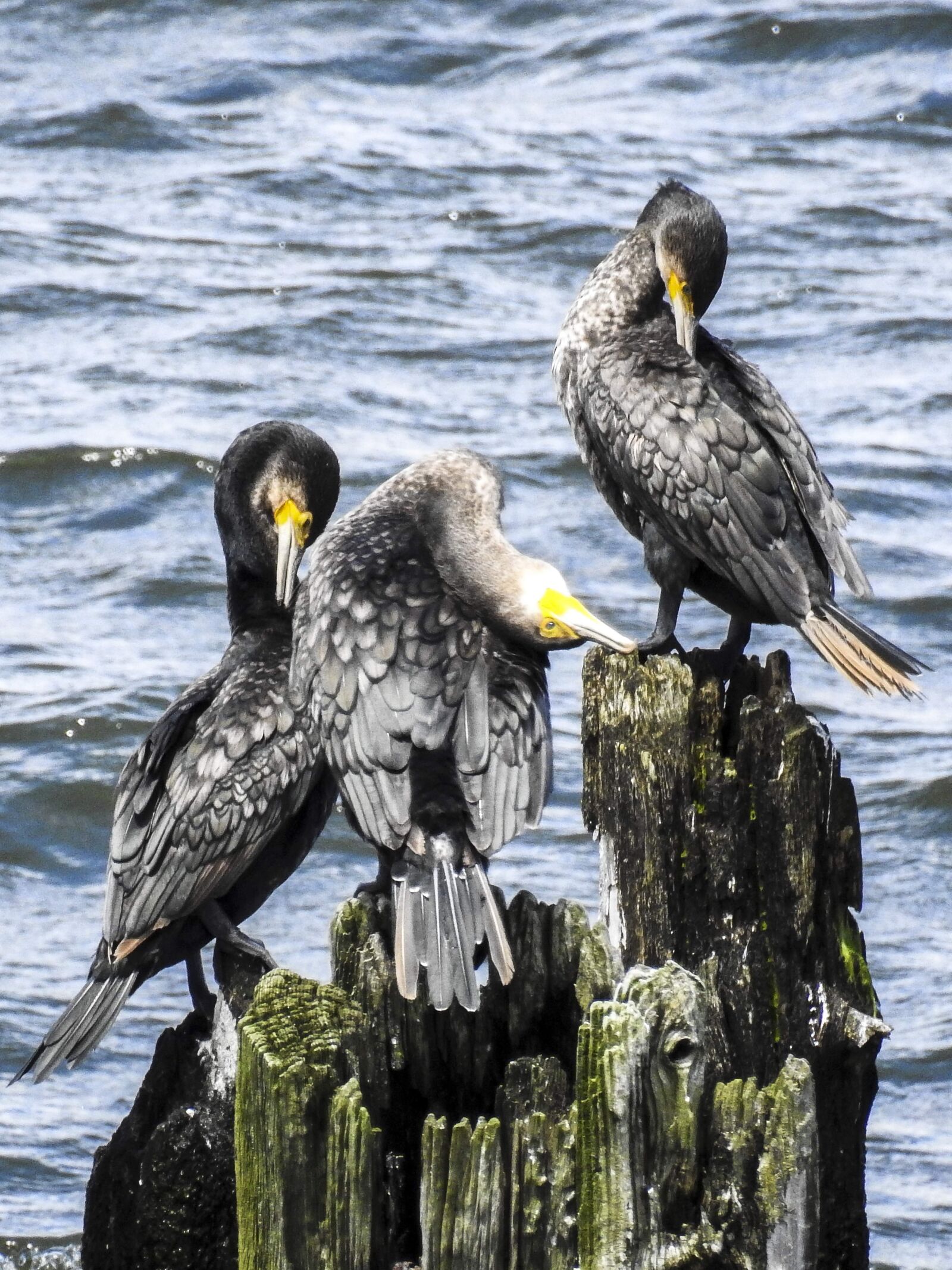 Nikon Coolpix P900 sample photo. Cormorant, bird, water bird photography